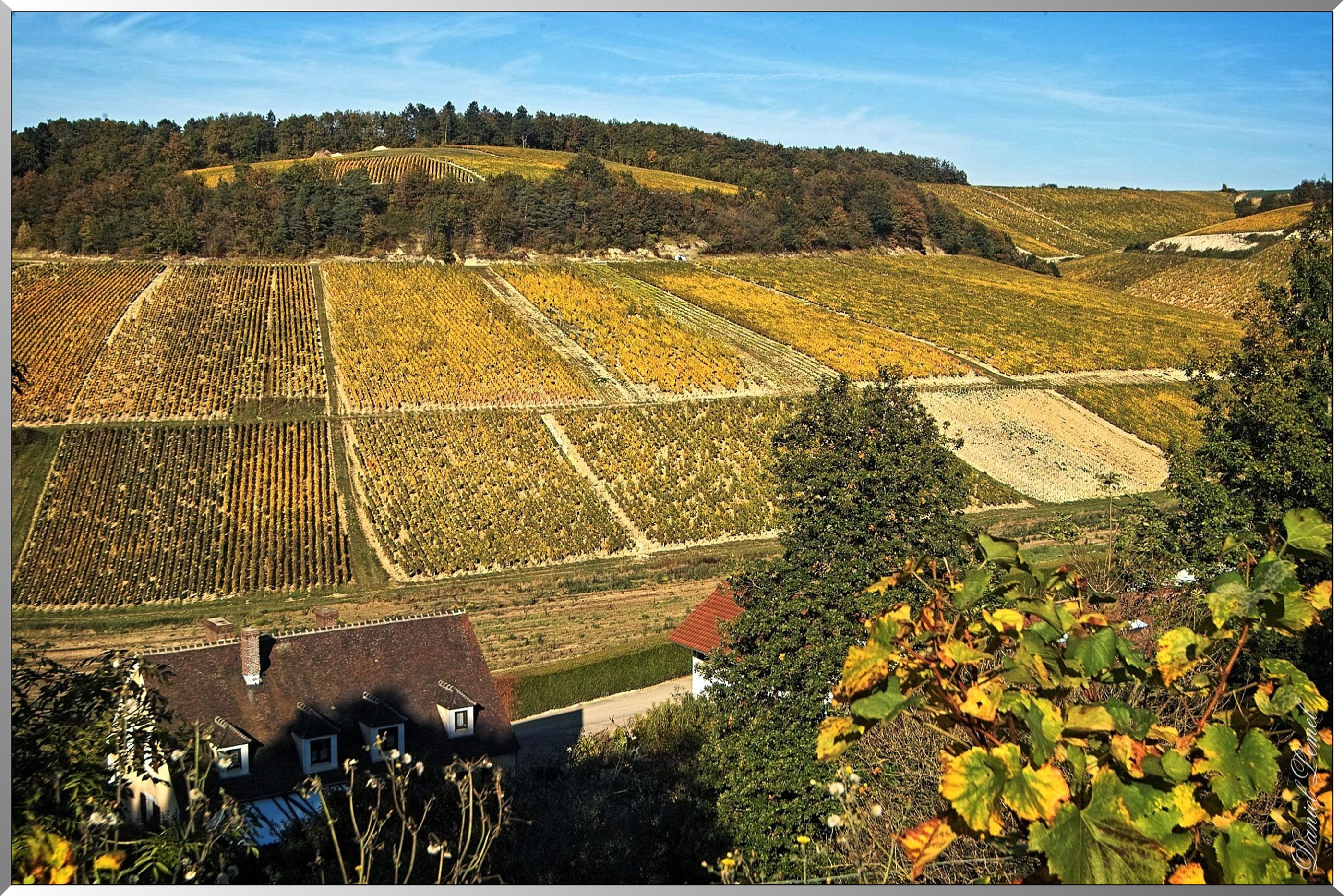 Vignoble de Chablis