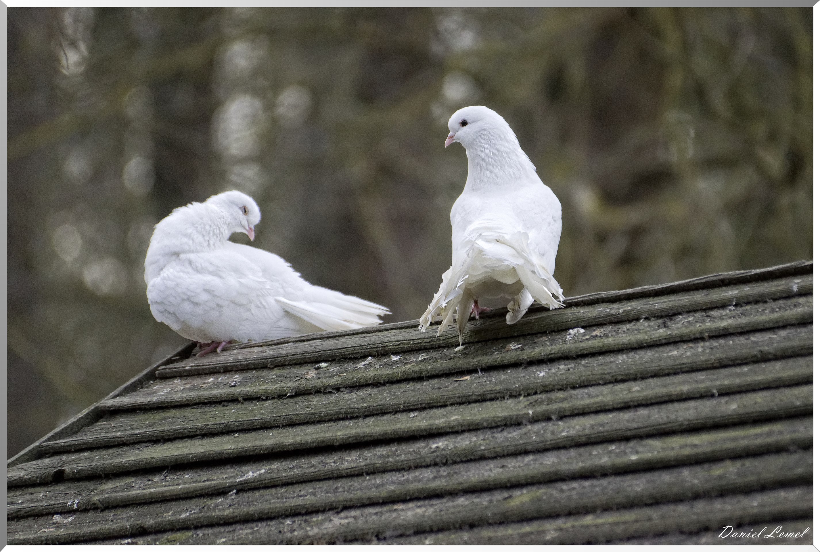 Pigeons blancs