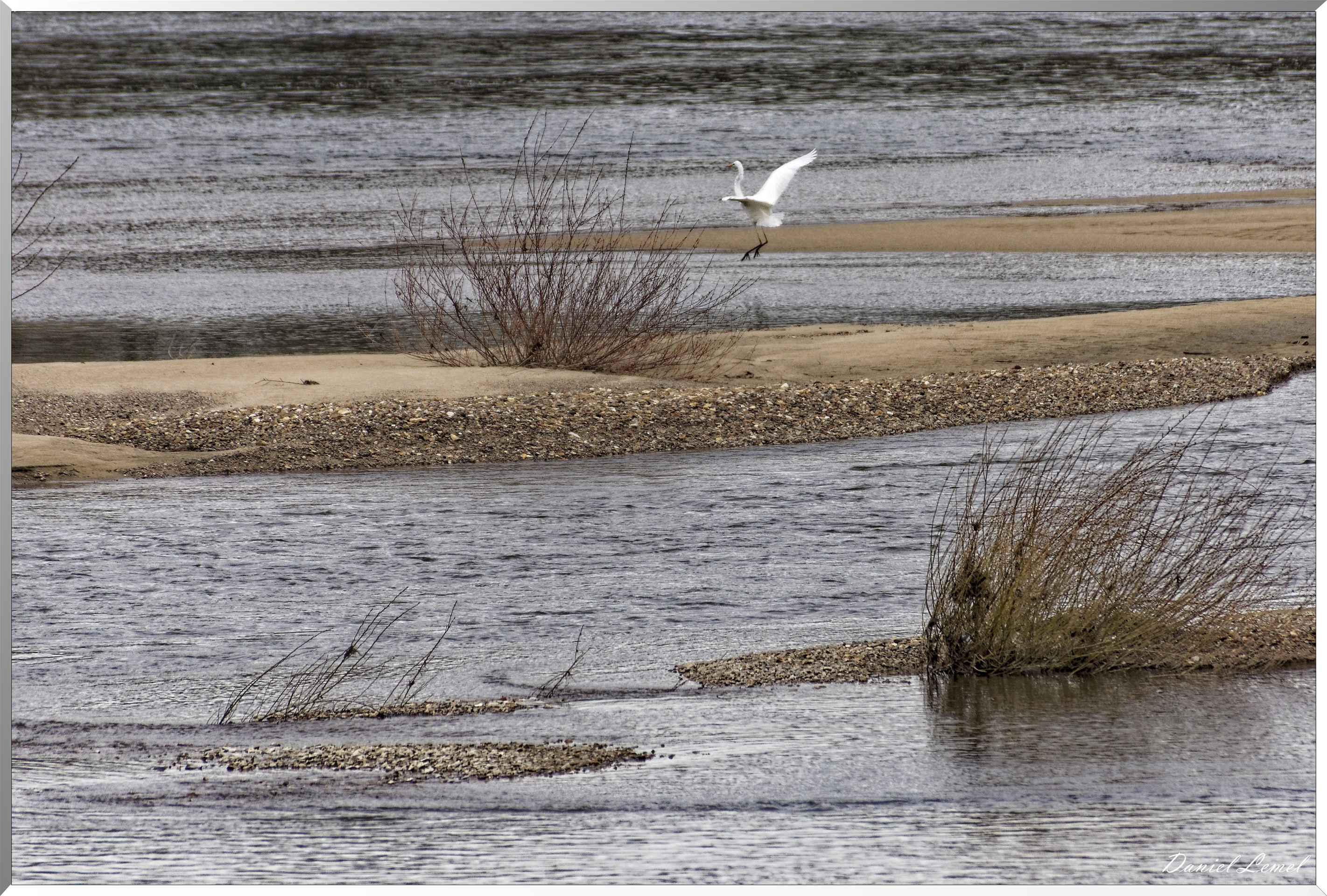 Bord de Loire - Egrette en vol