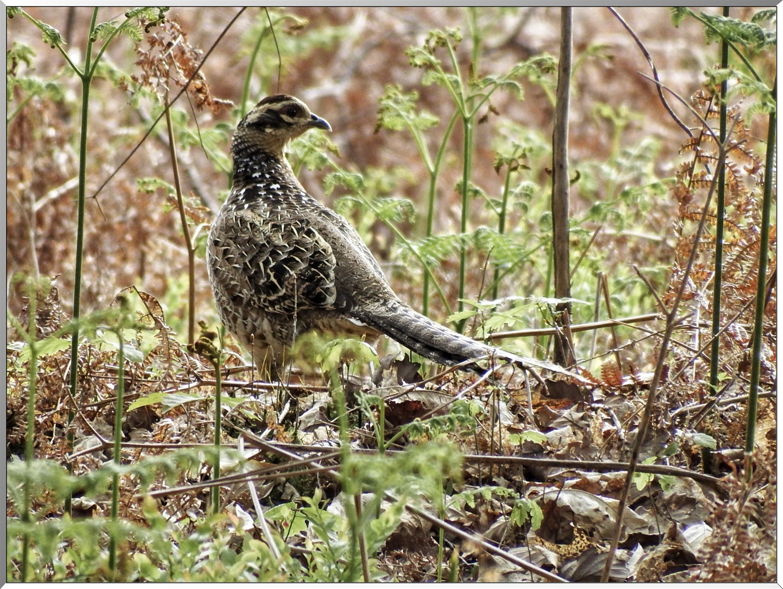 Abbaye Notre Dame du Bec Hellouin