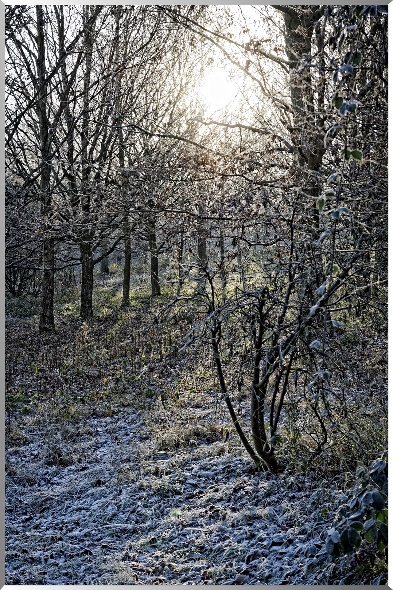 Arboretum - La Roche-Guyon