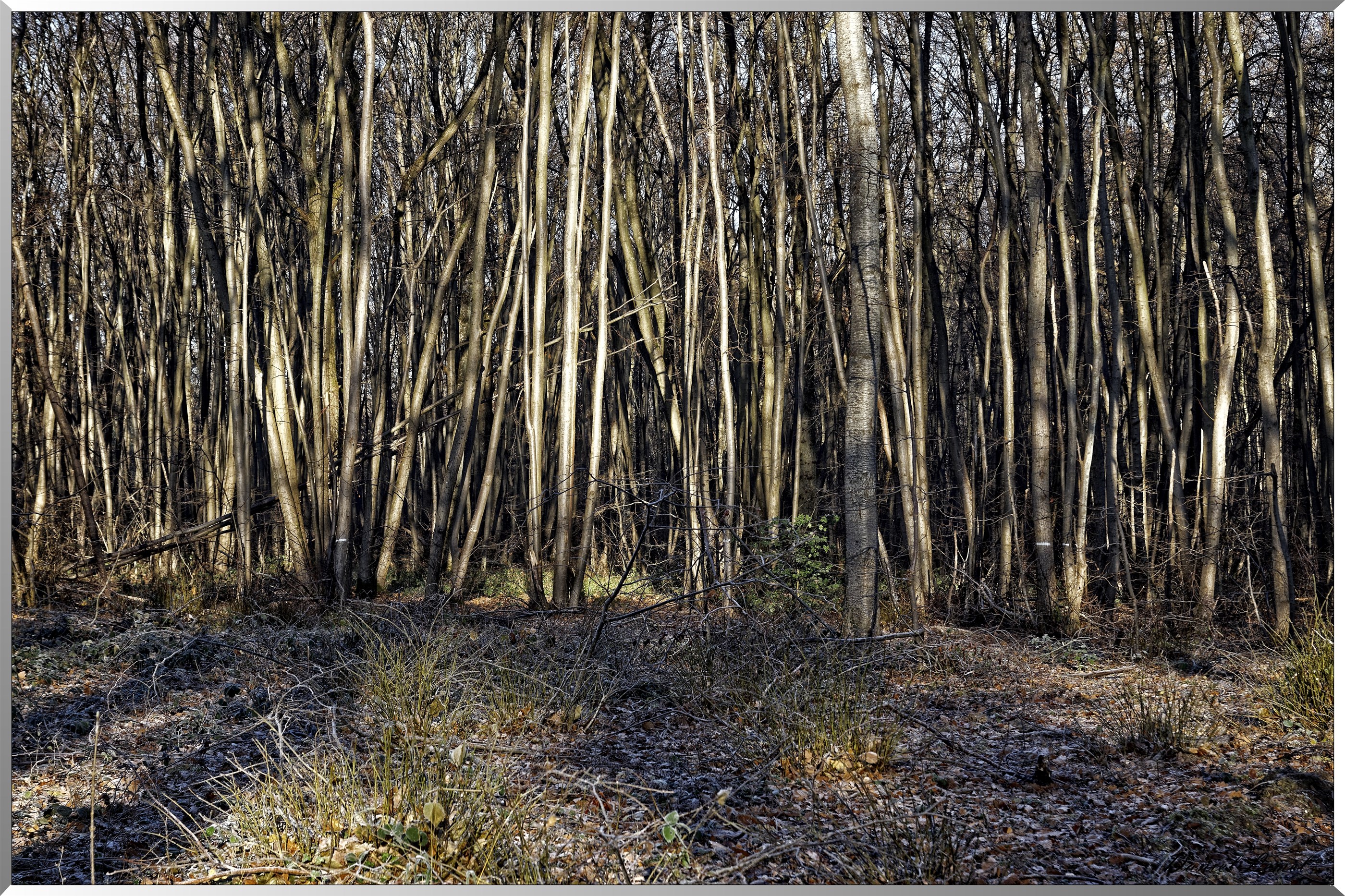 Arboretum - La Roche-Guyon
