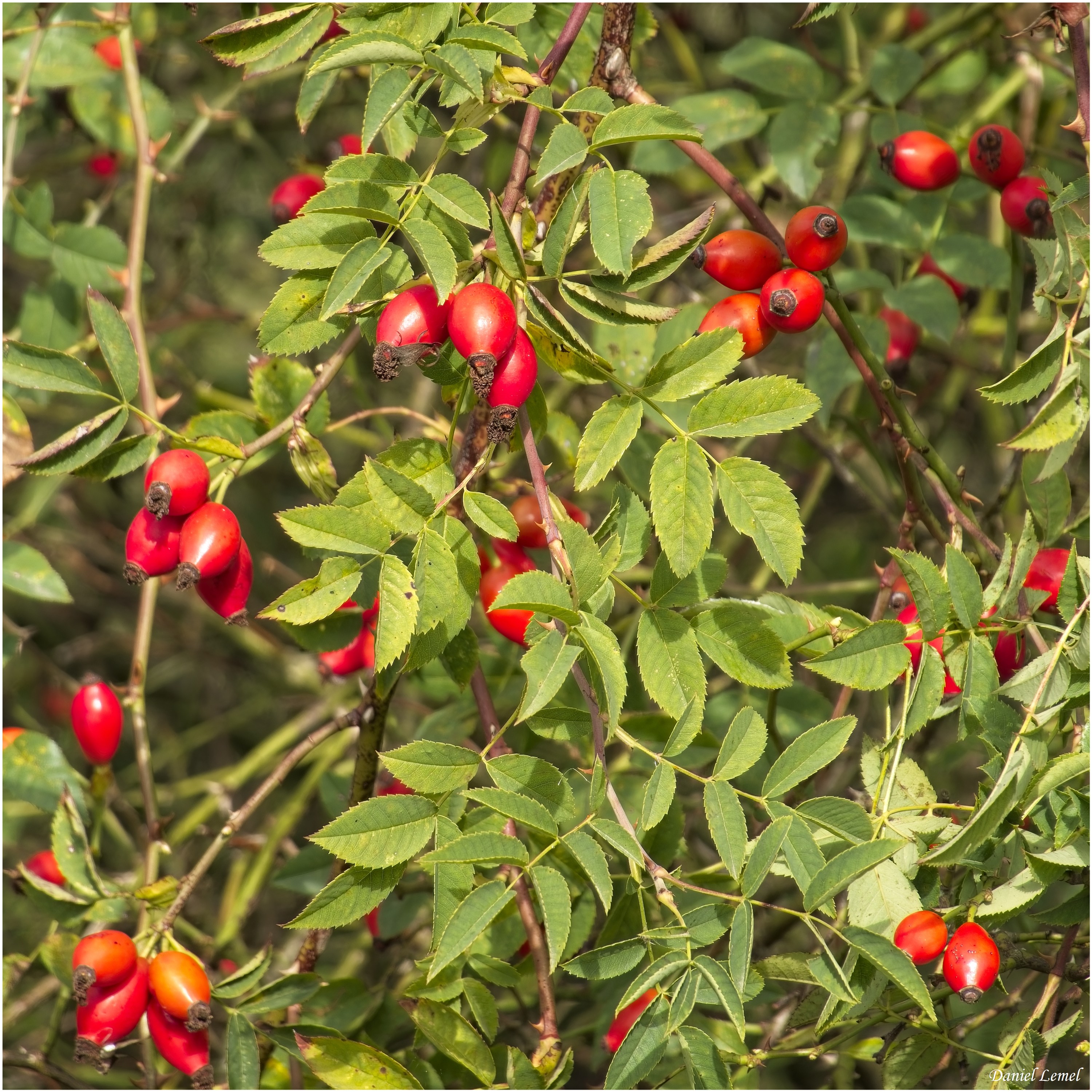 Bois-Jérôme-St-Ouen