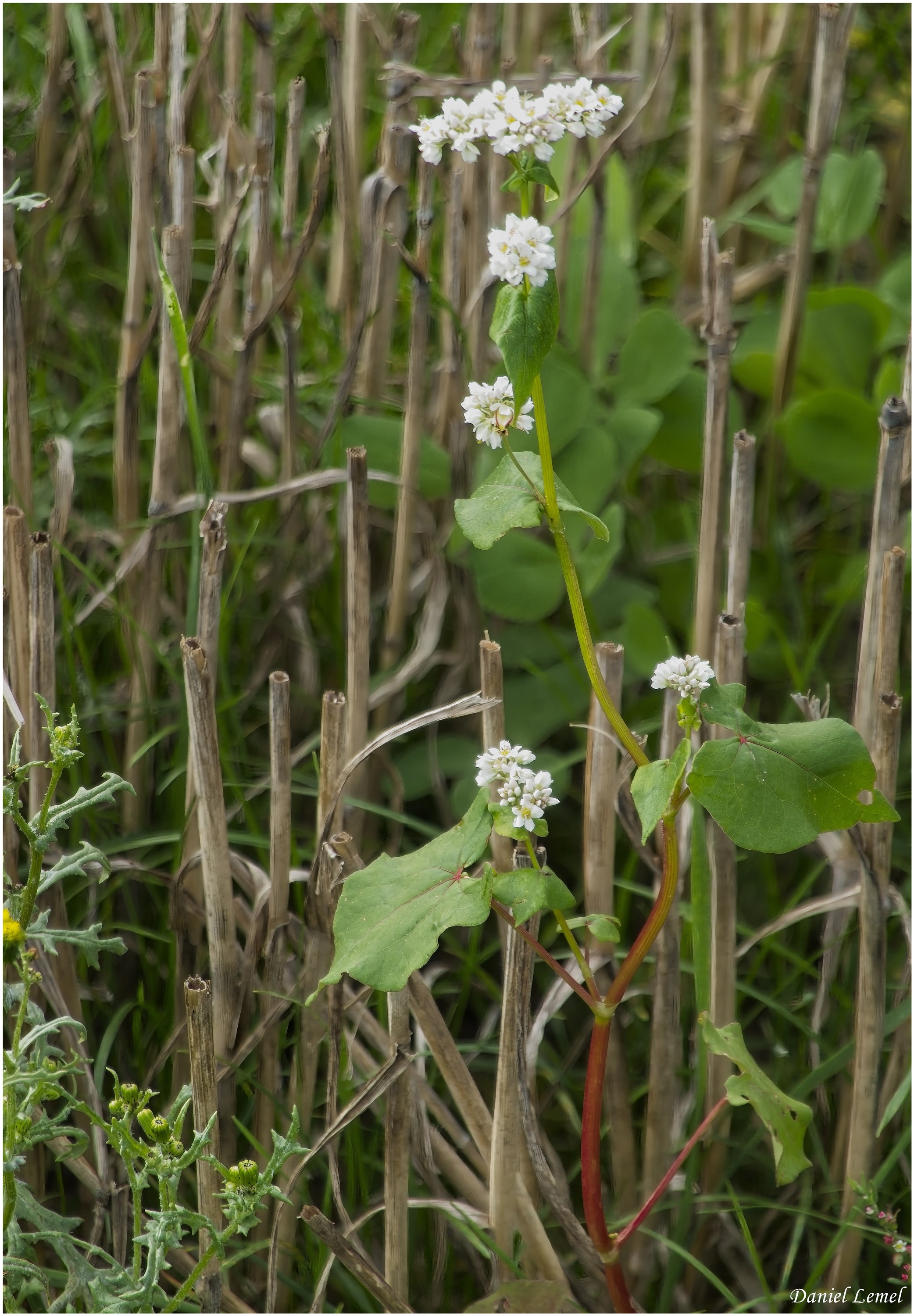 Bois-Jérôme-St-Ouen