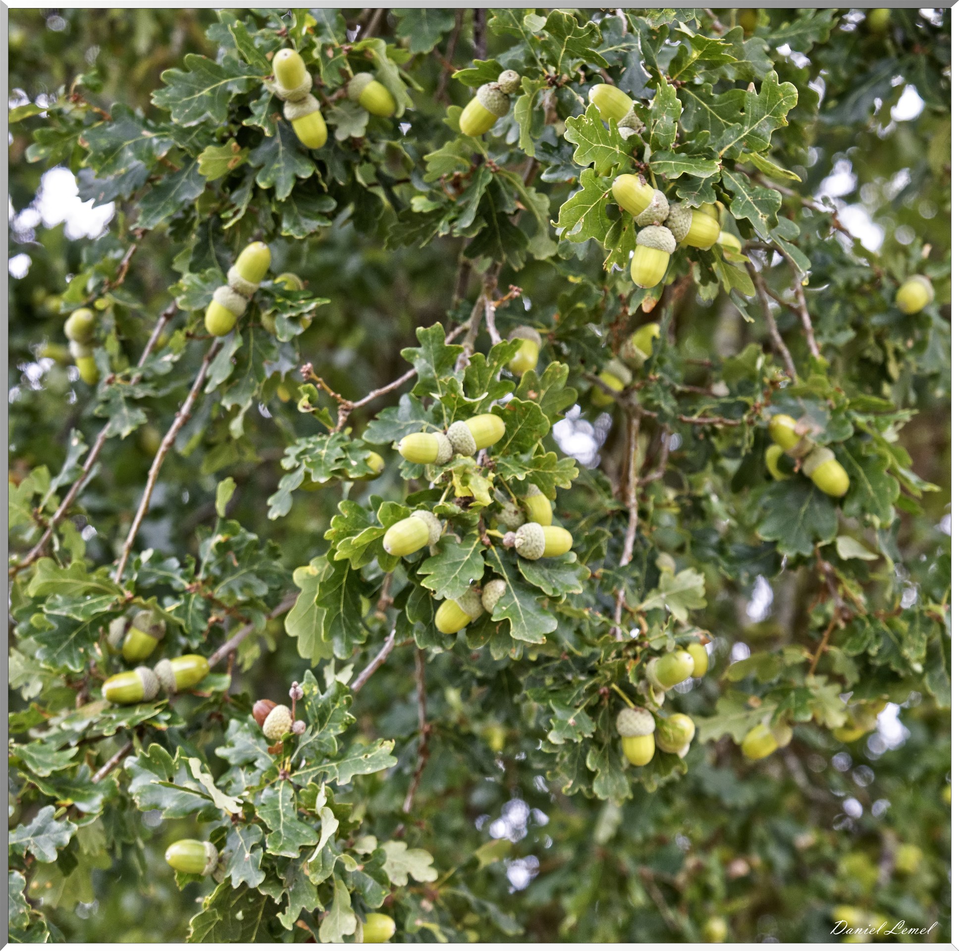 Notre-Dame-de-la-Mer