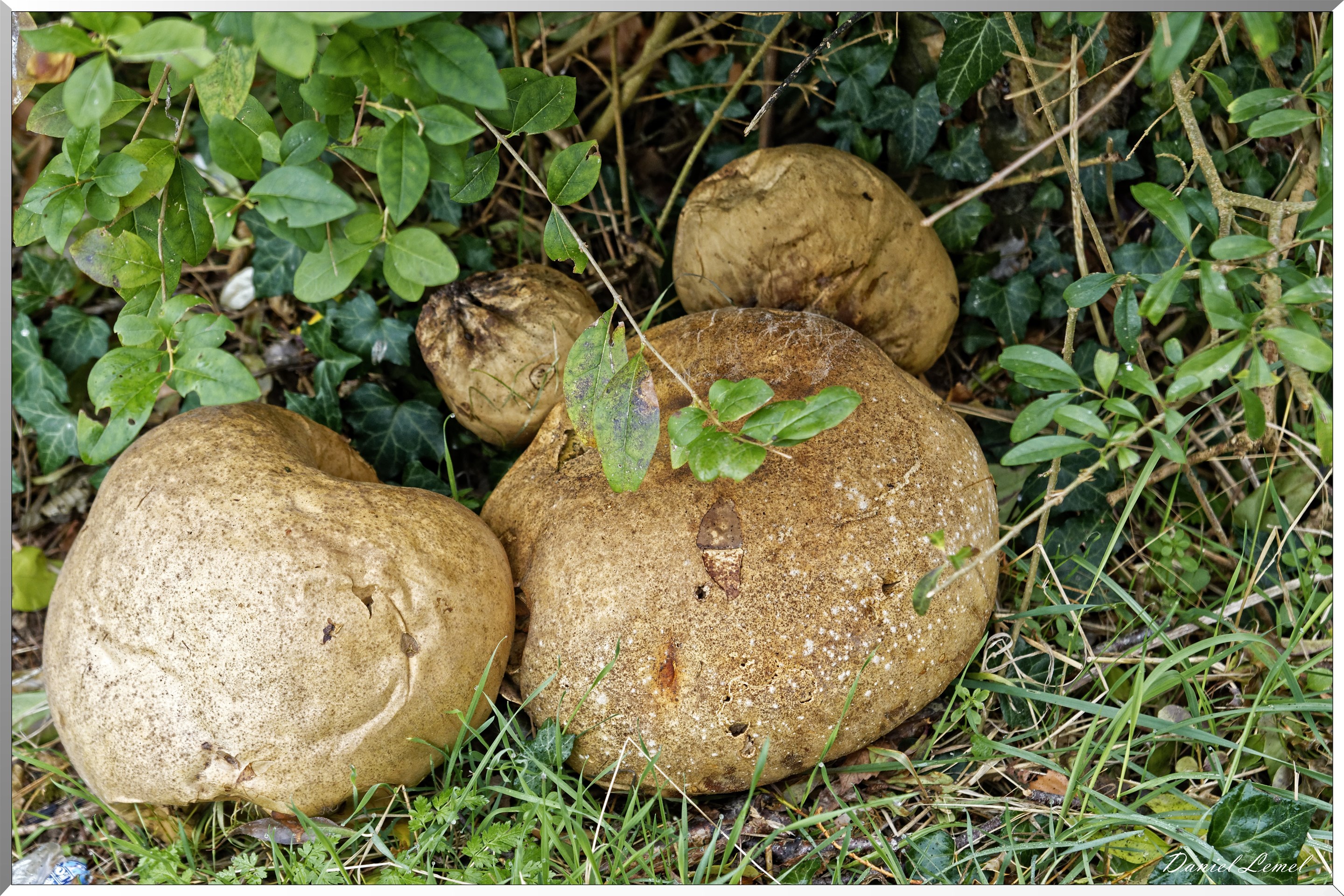 Notre-Dame-de-la-Mer