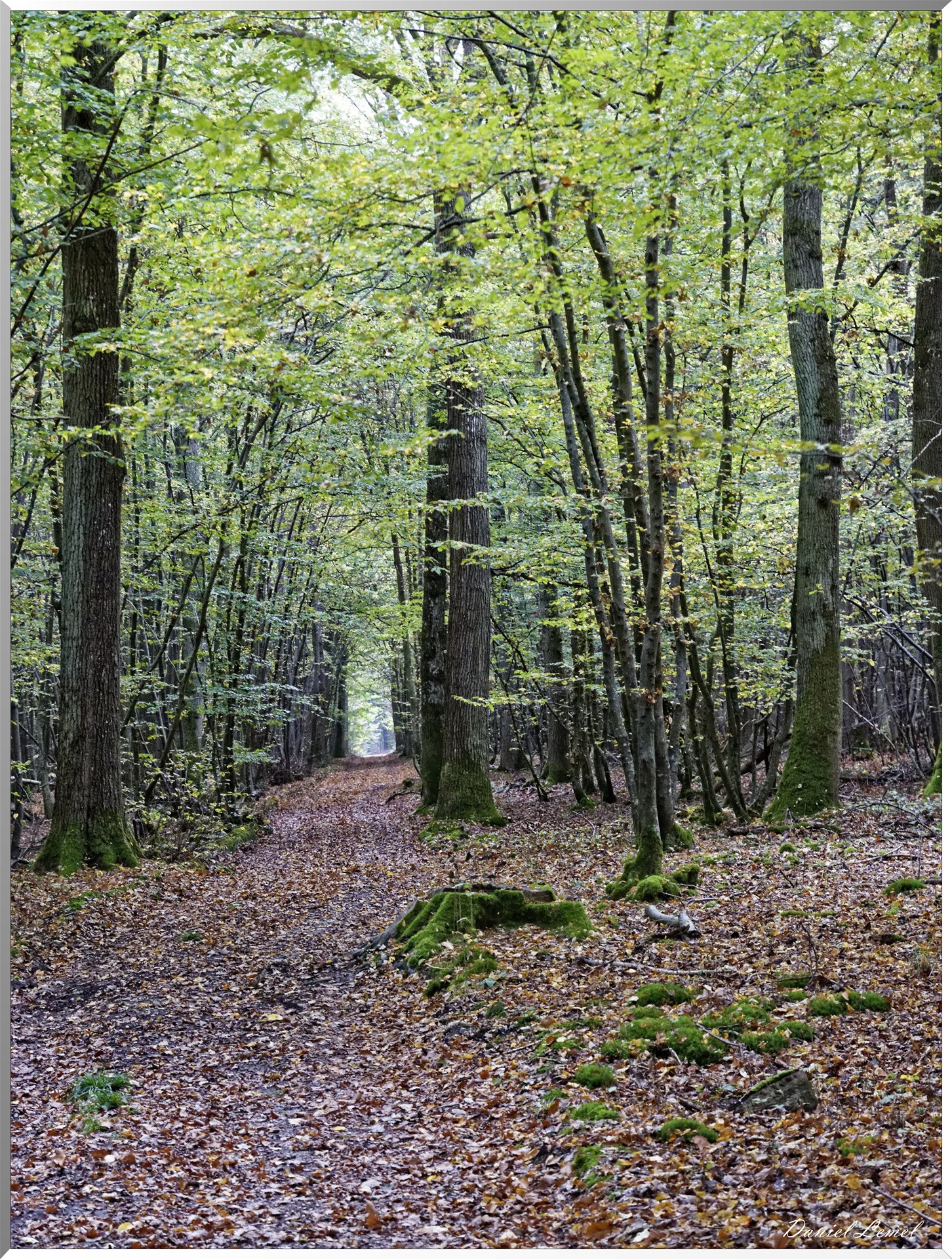 Arborétum - La Roche-Guyon
