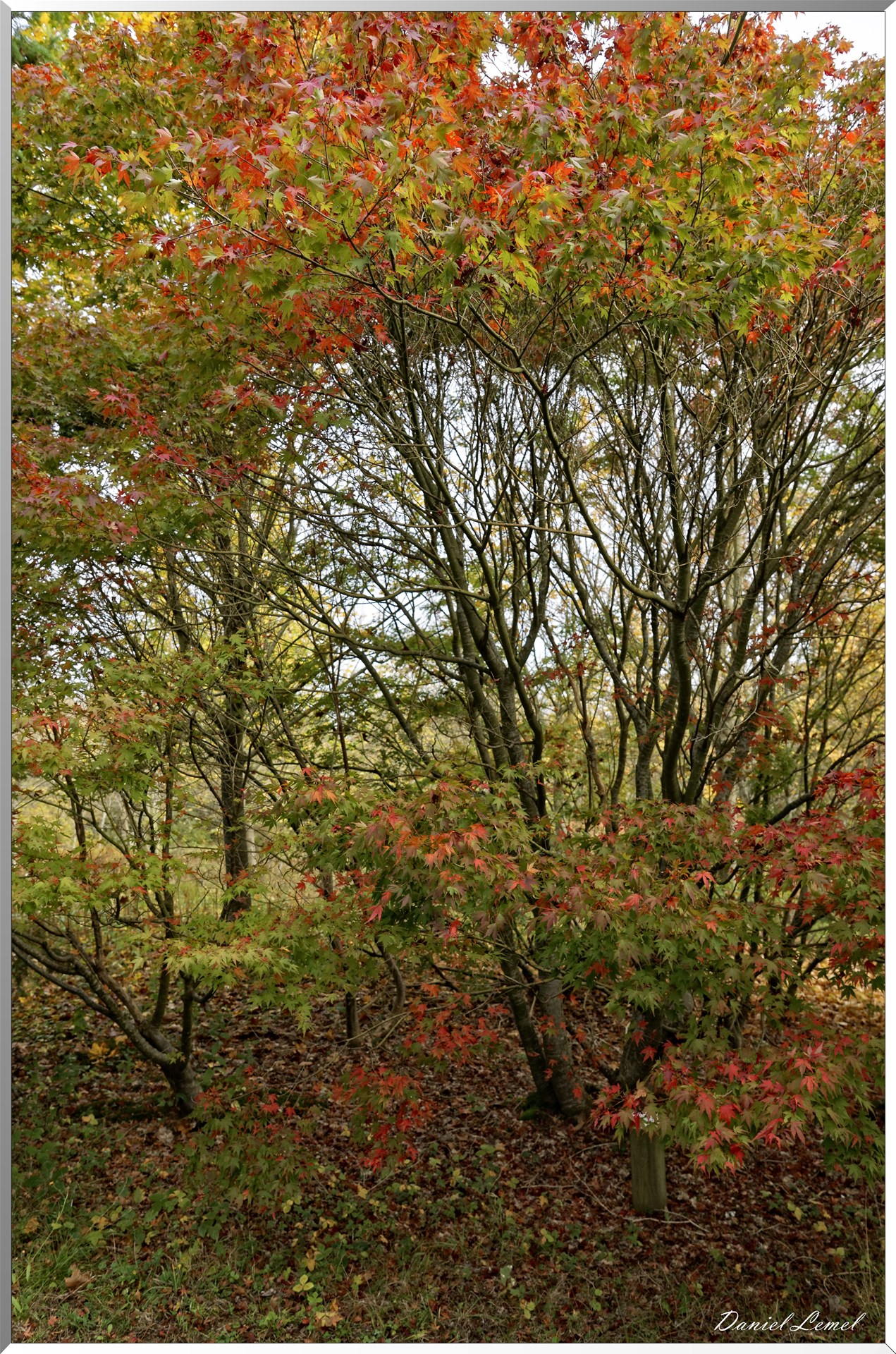 Arborétum - La Roche-Guyon