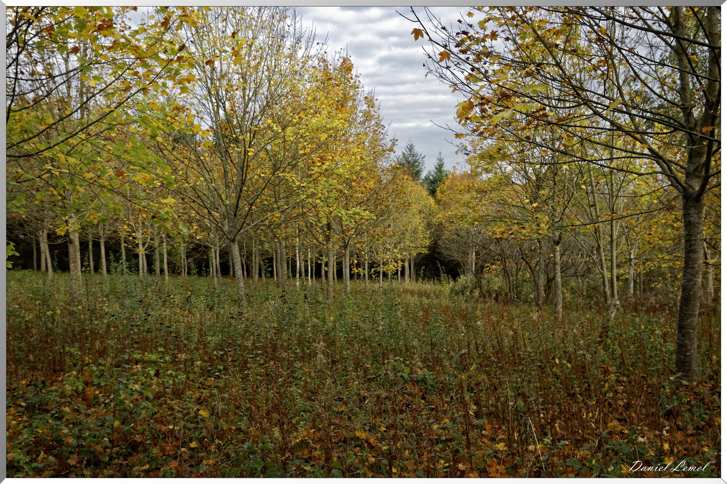 Arborétum - La Roche-Guyon