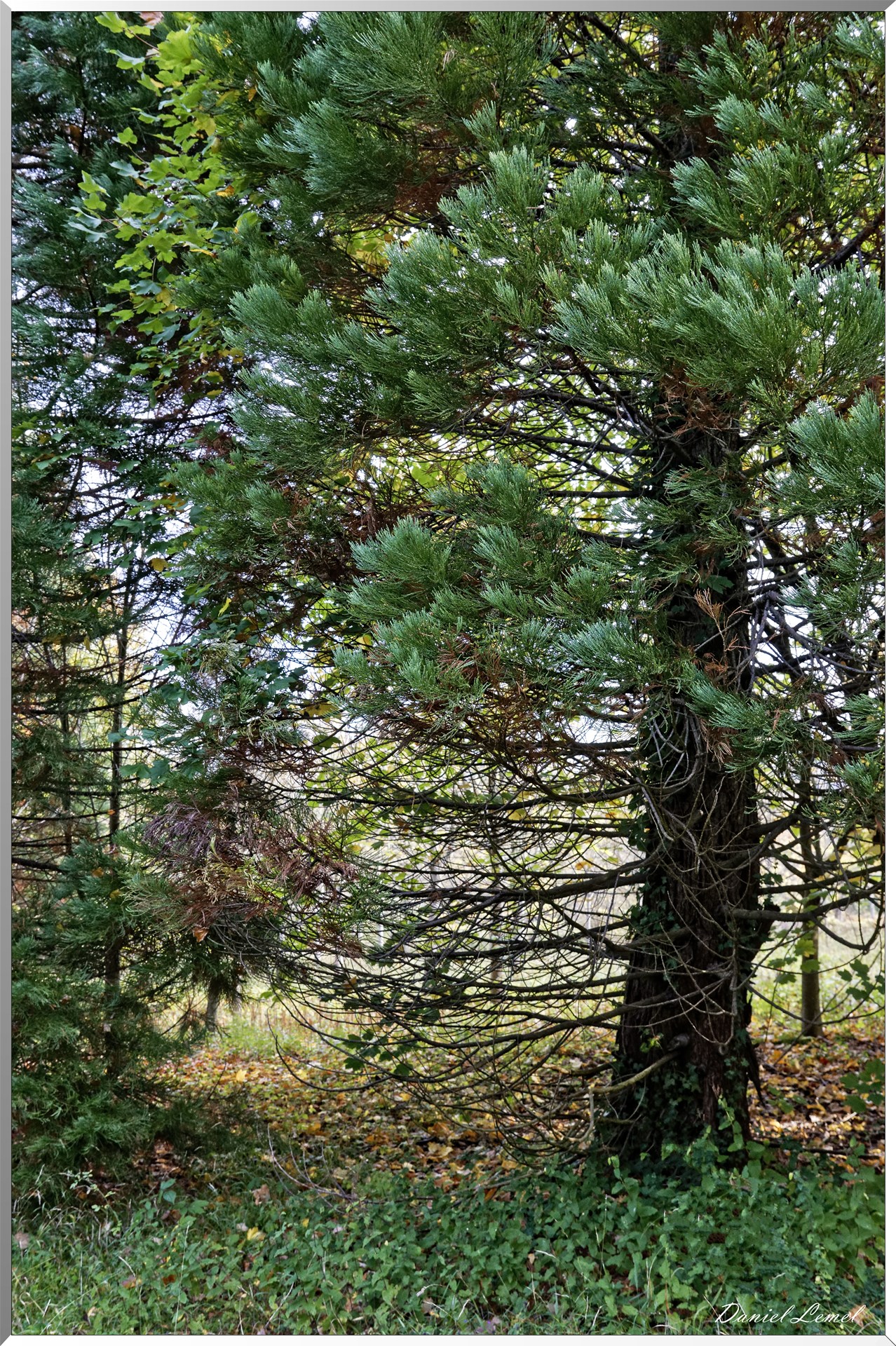 Arborétum - La Roche-Guyon