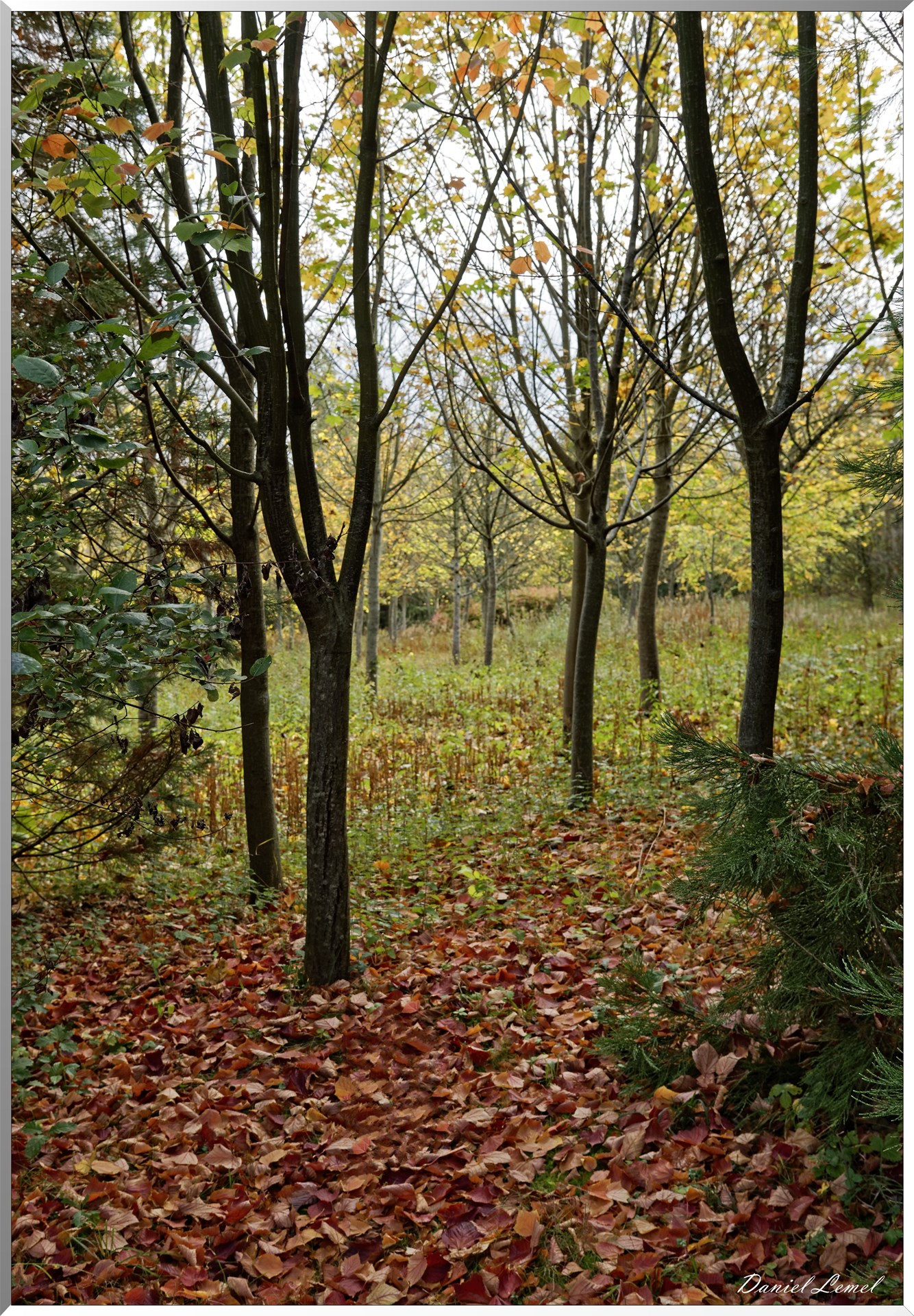 Arborétum - La Roche-Guyon