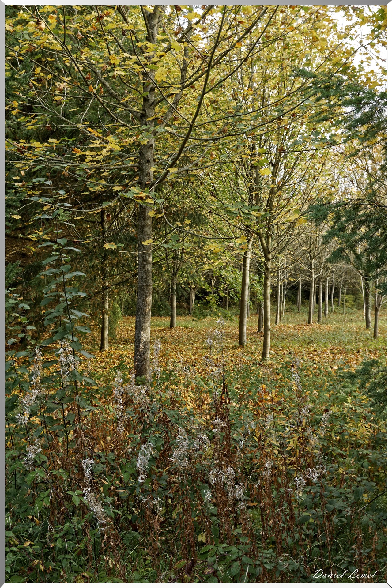 Arborétum - La Roche-Guyon