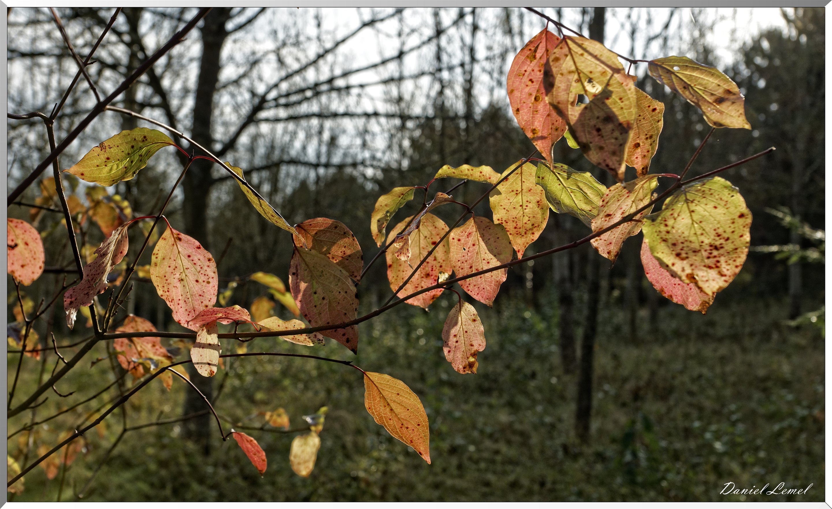 Arborétum - La Roche-Guyon