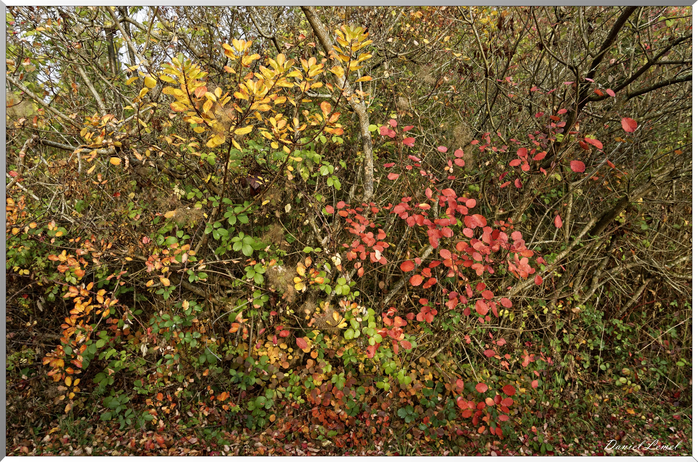 Arborétum - La Roche-Guyon