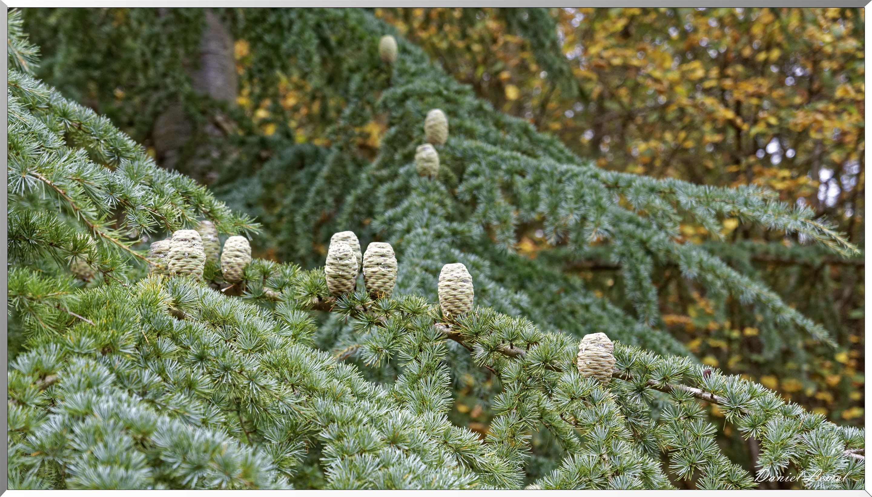 Arborétum - La Roche-Guyon