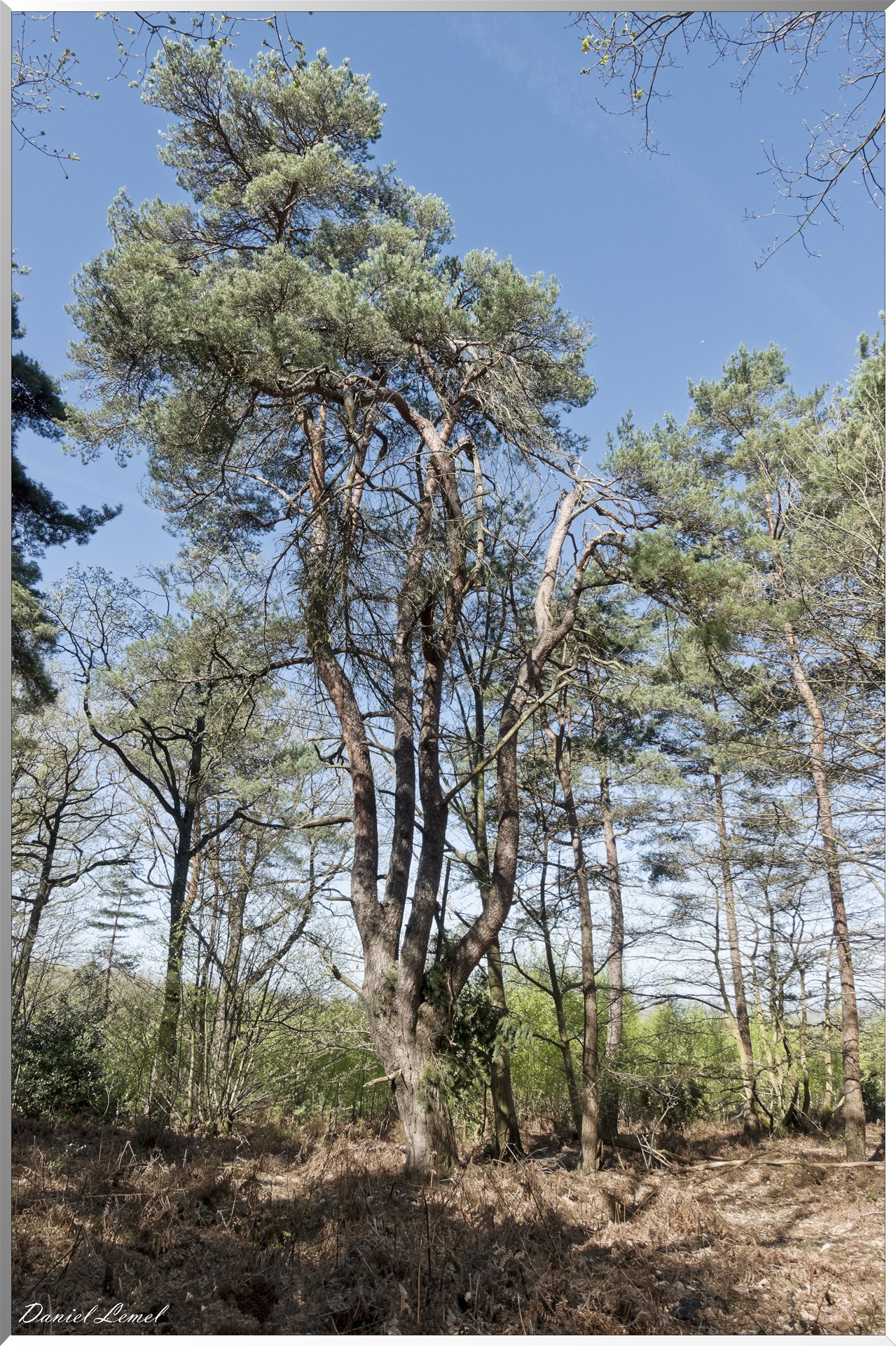 Neuville-Bosc