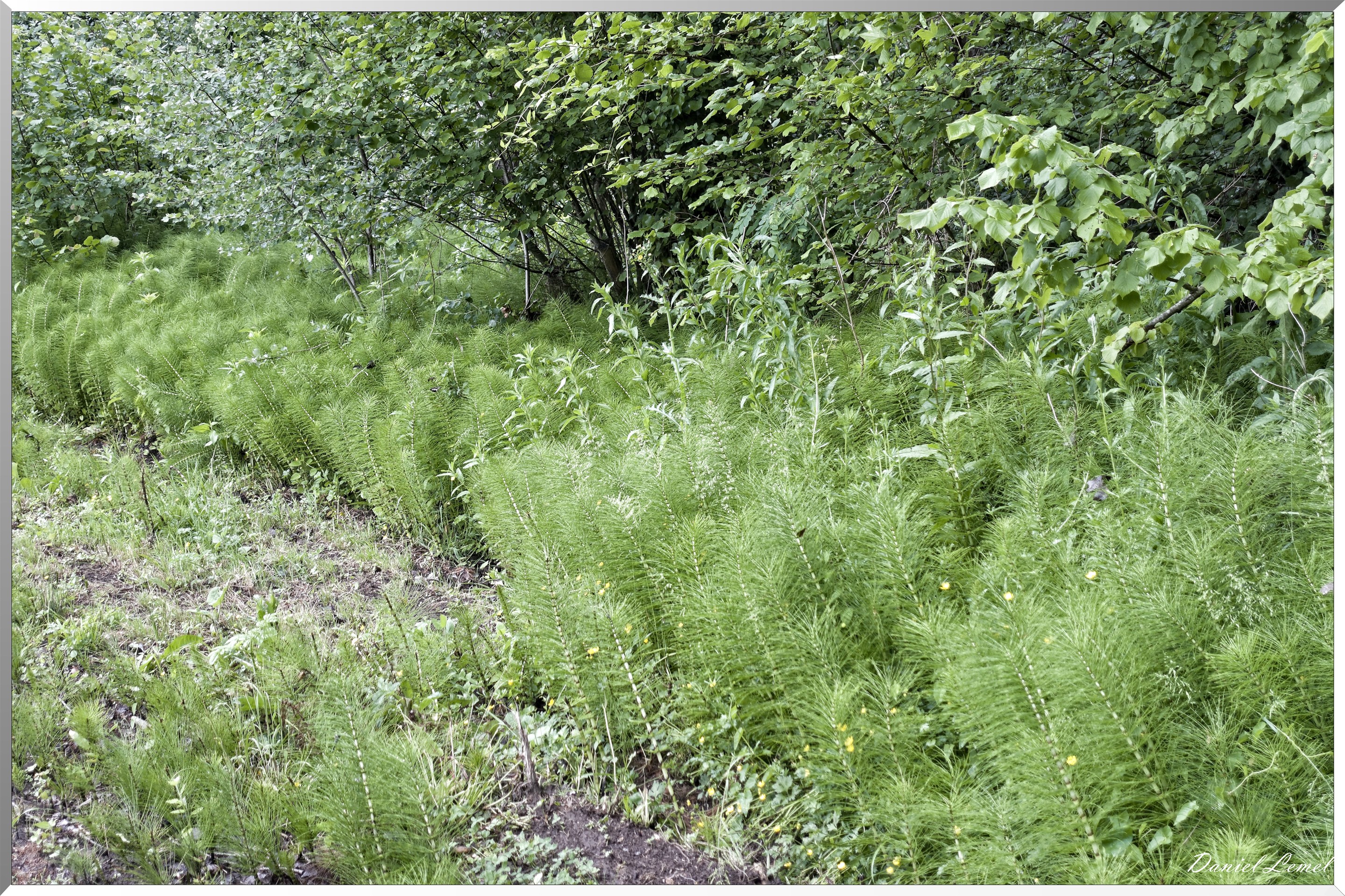 Saint-Pierre-de-Bailleul