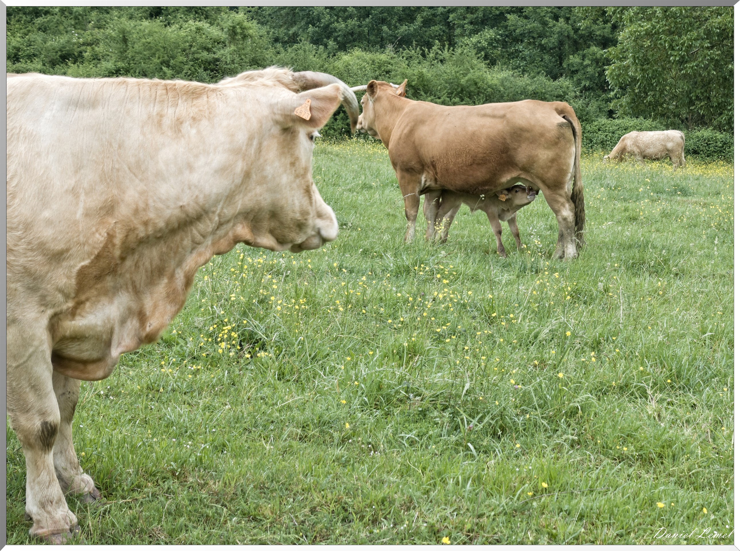 Saint-Pierre-de-Bailleul