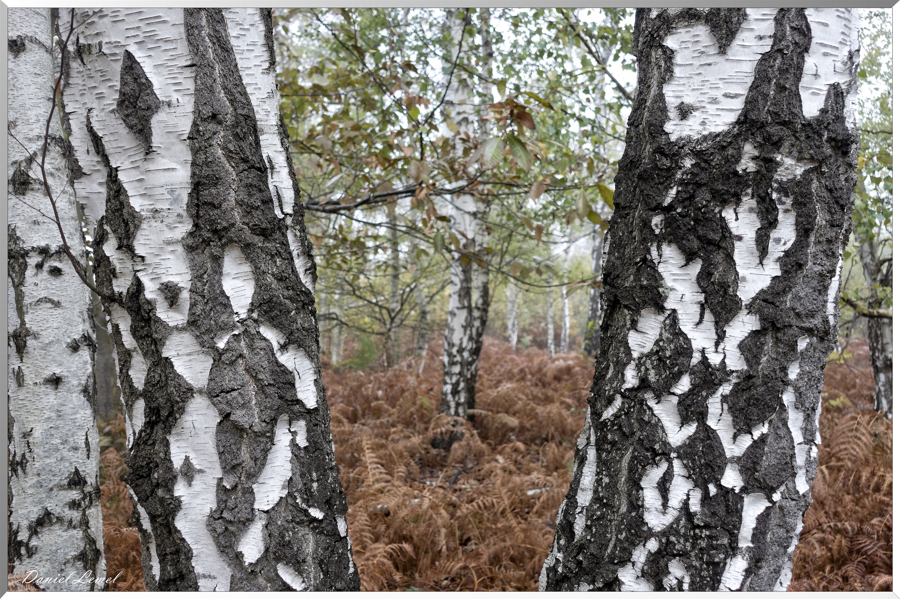 Vernon - Forêt du LRBA