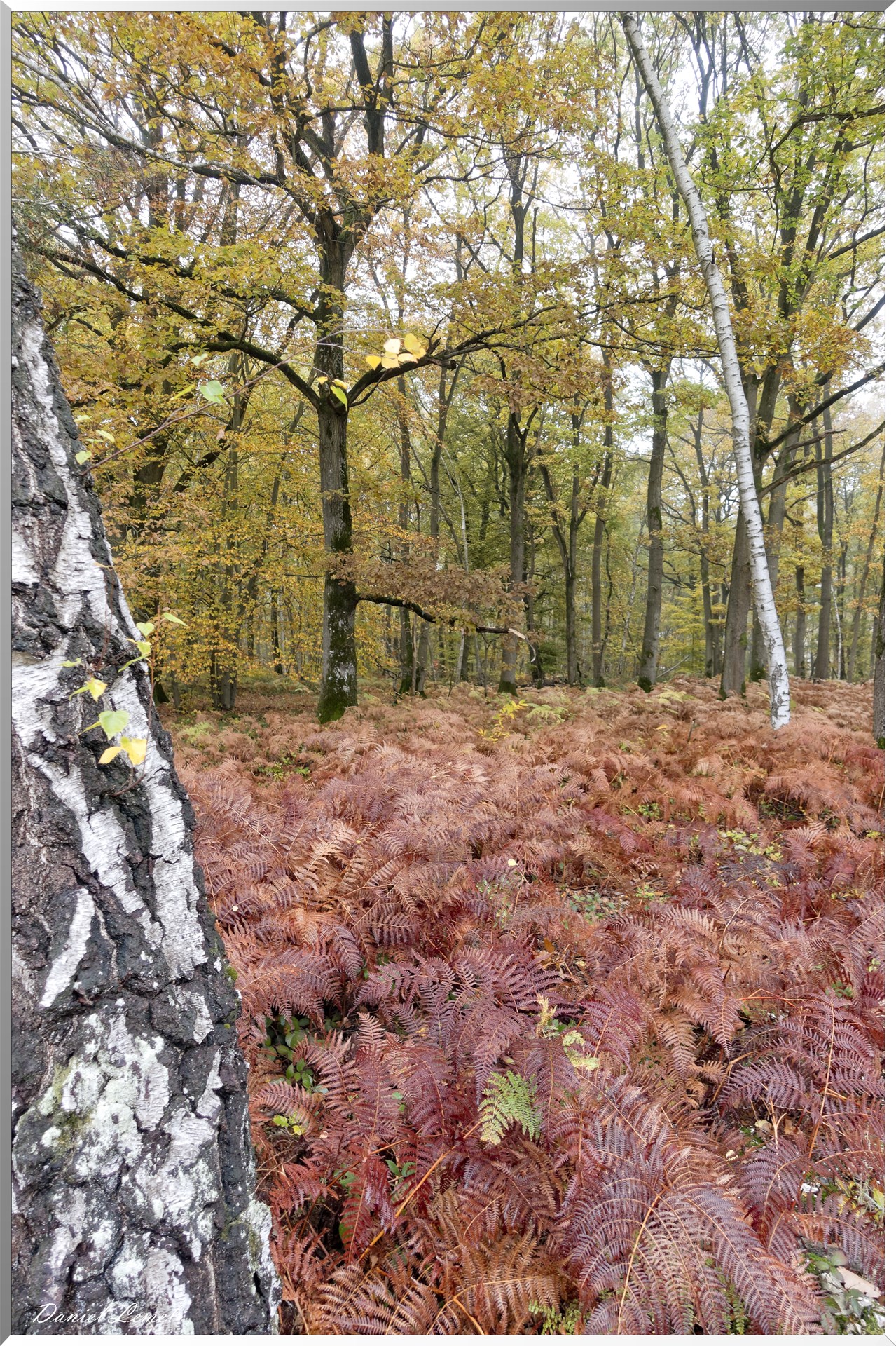 Vernon - Forêt du LRBA