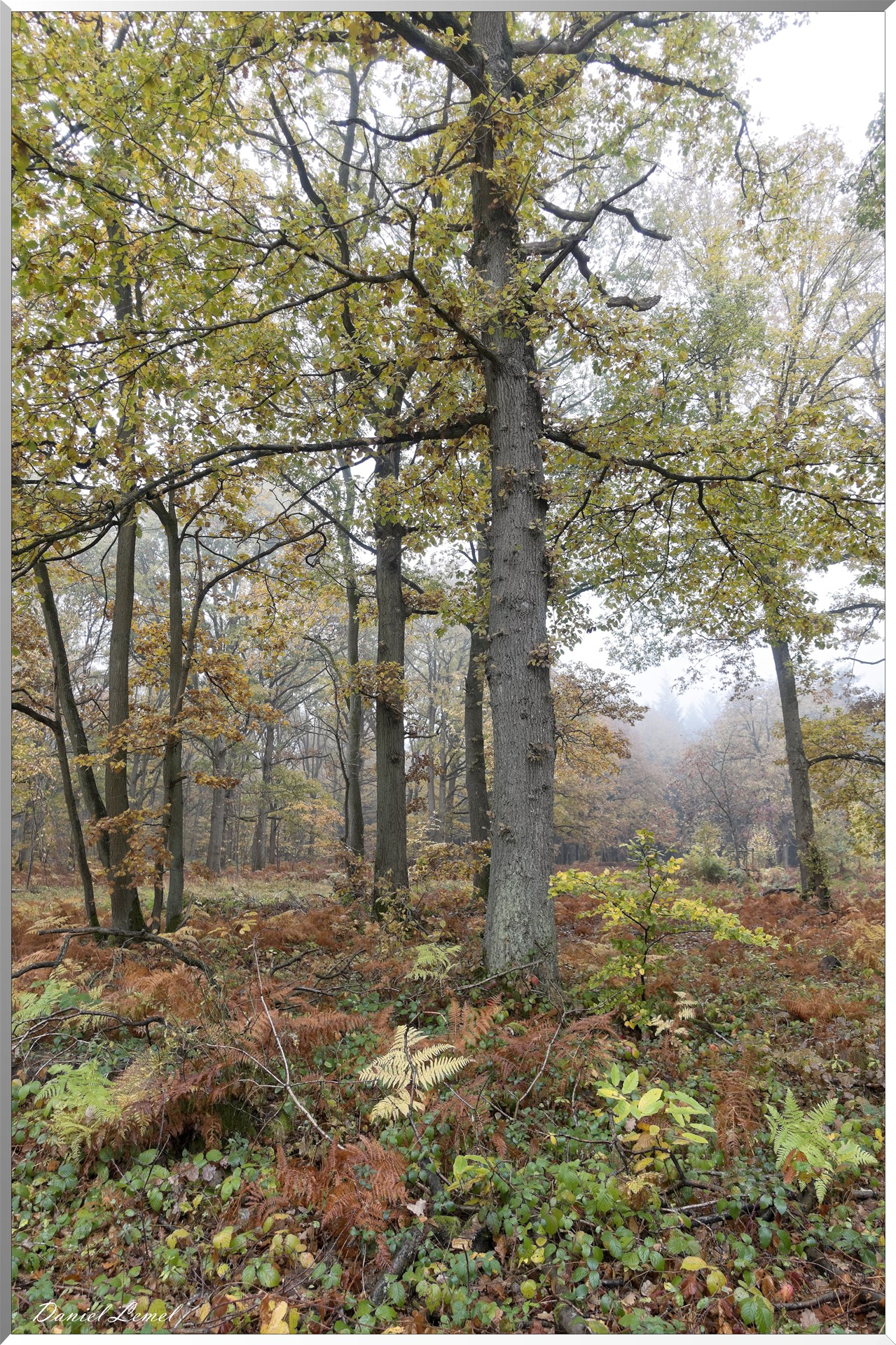 Vernon - Forêt du LRBA