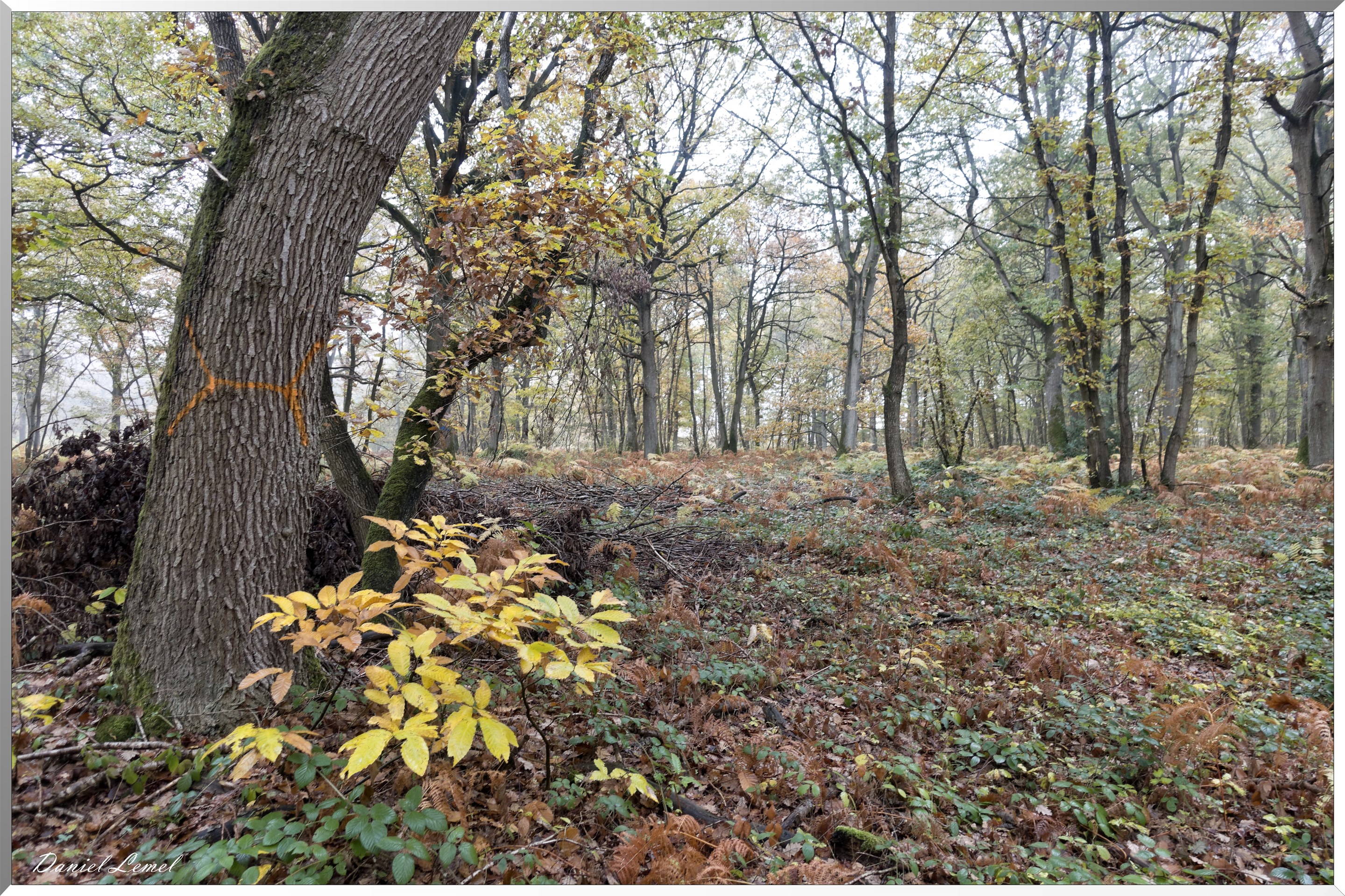 Vernon - Forêt du LRBA