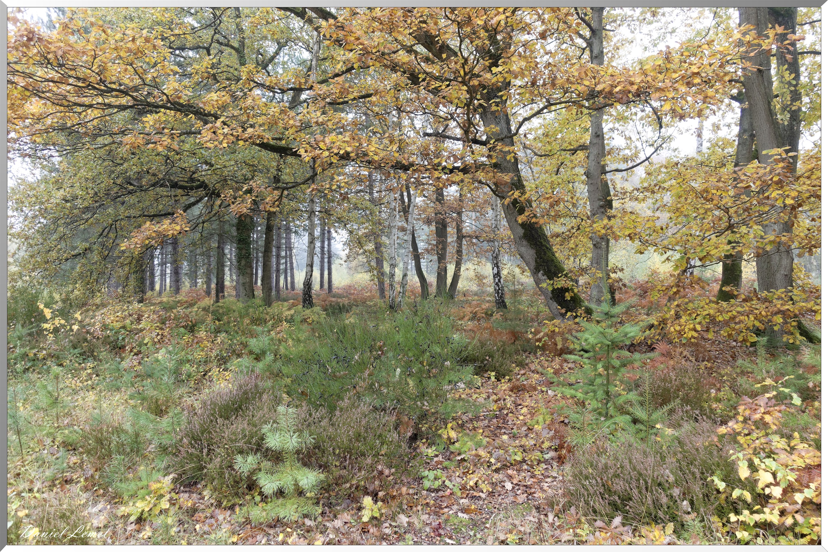 Vernon - Forêt du LRBA