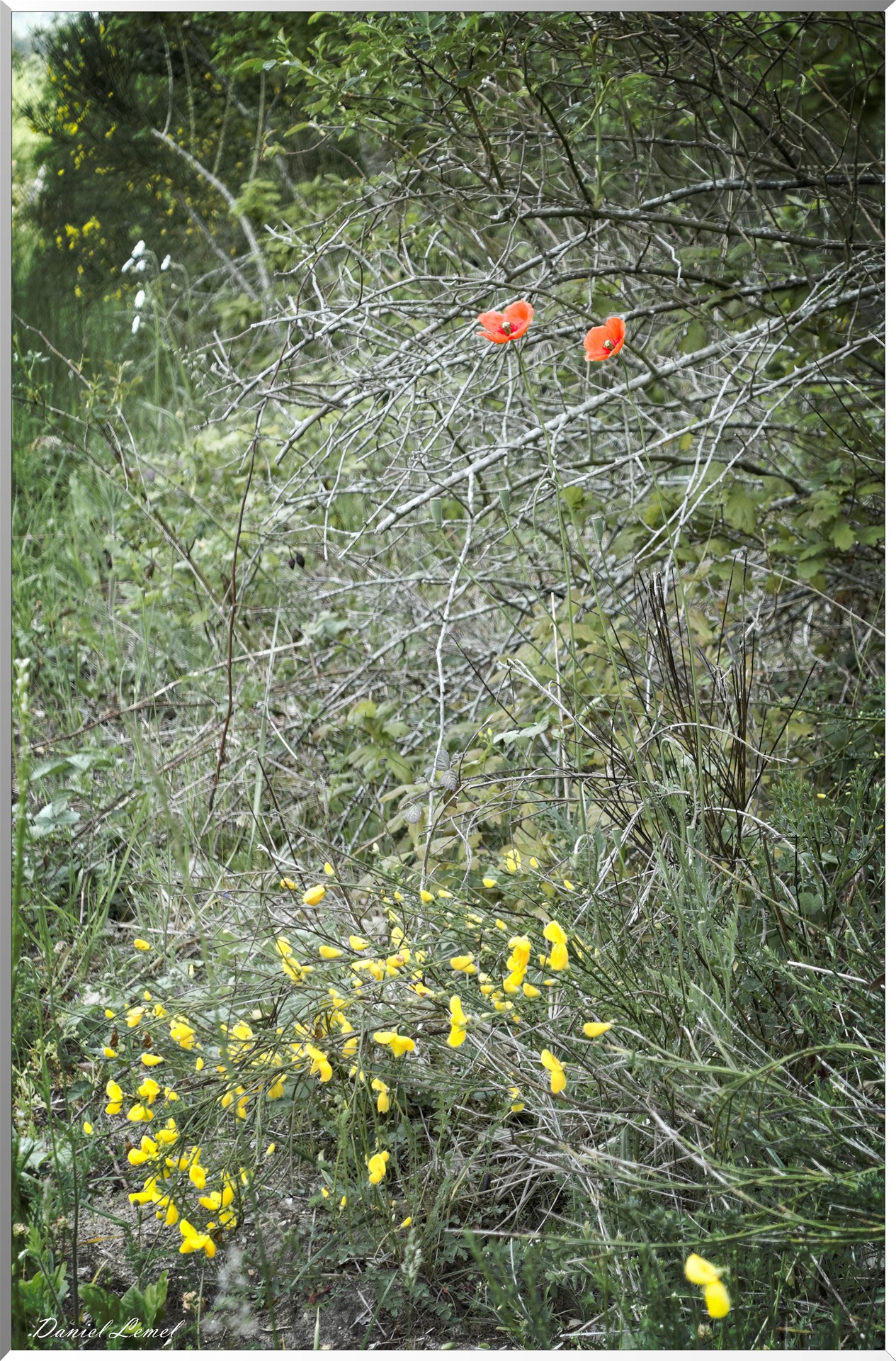Moisson