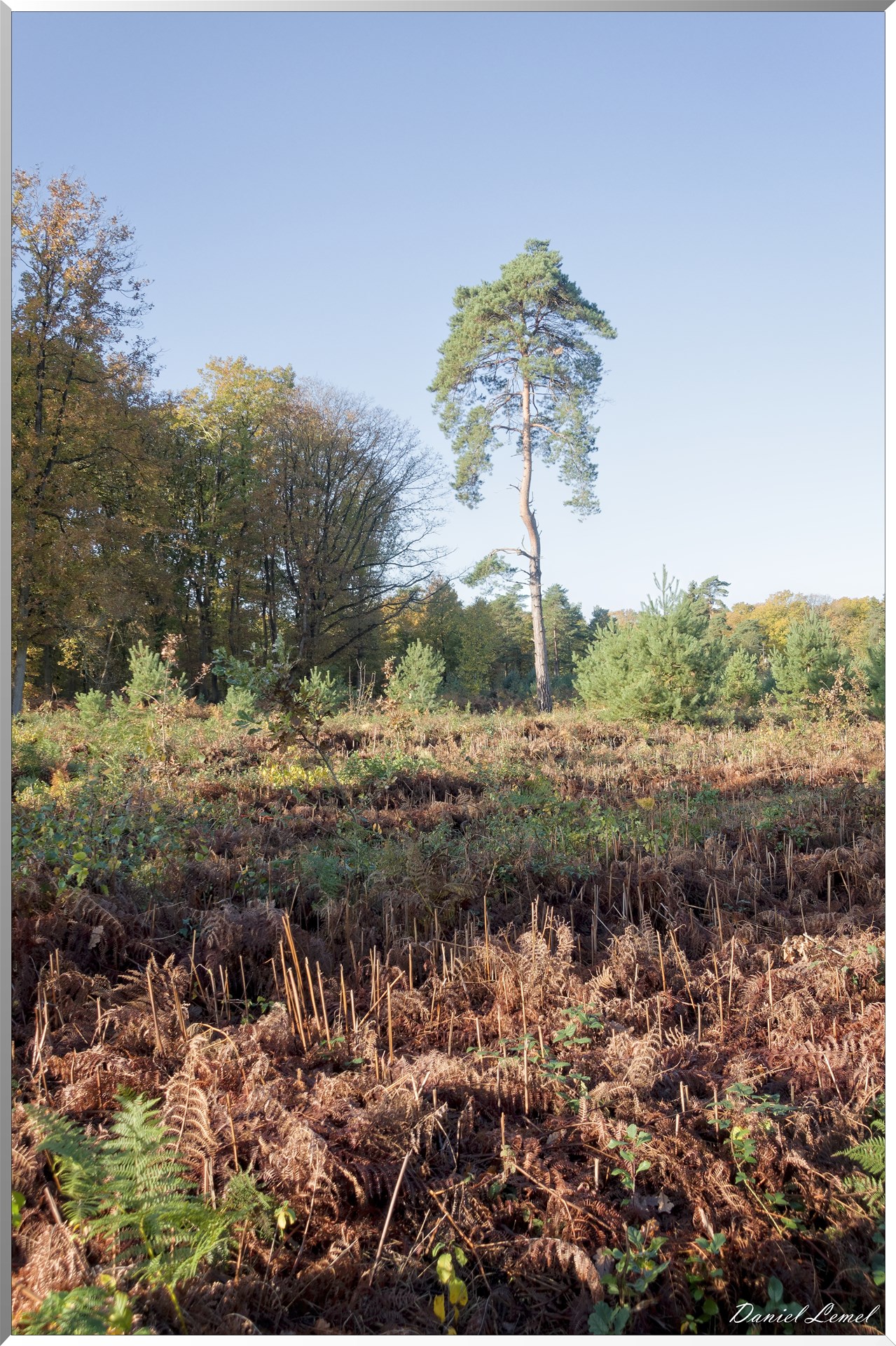 Vernon - Forêt du LRBA