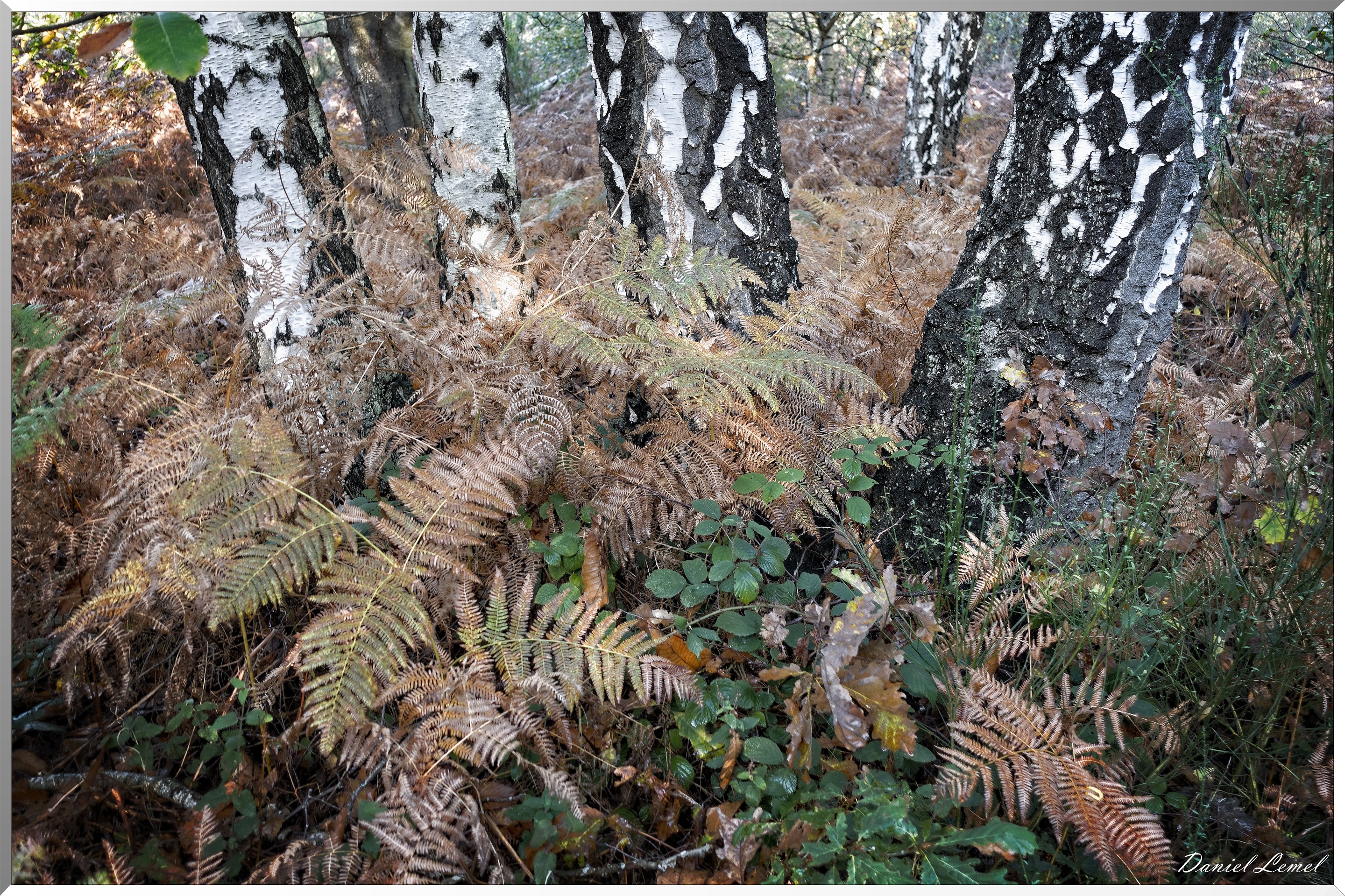 Vernon - Forêt du LRBA