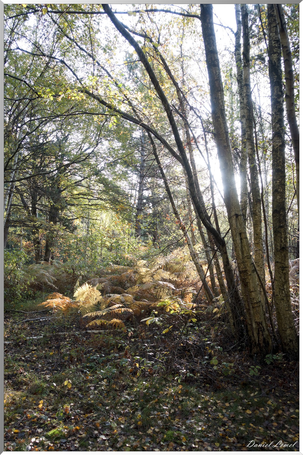 Vernon - Forêt du LRBA
