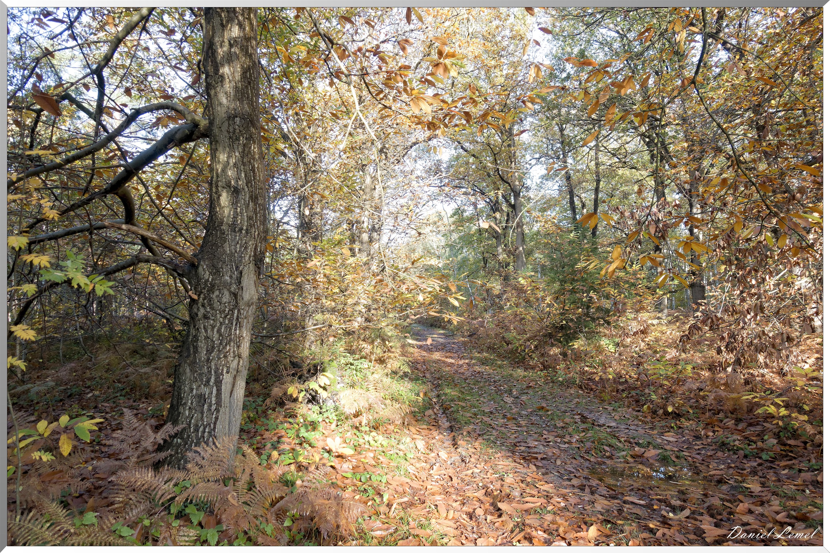 Vernon - Forêt du LRBA