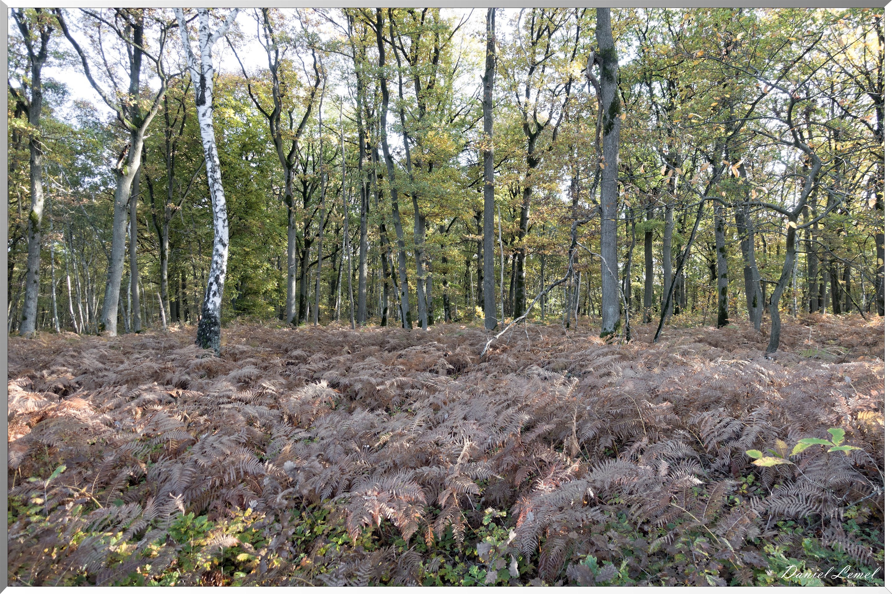 Vernon - Forêt du LRBA
