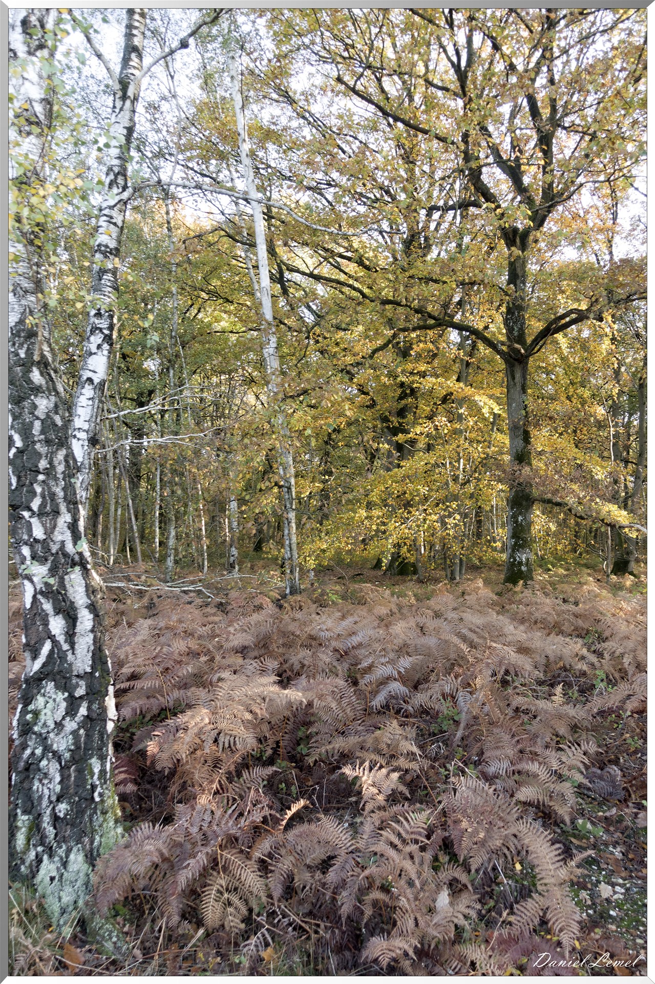 Vernon - Forêt du LRBA