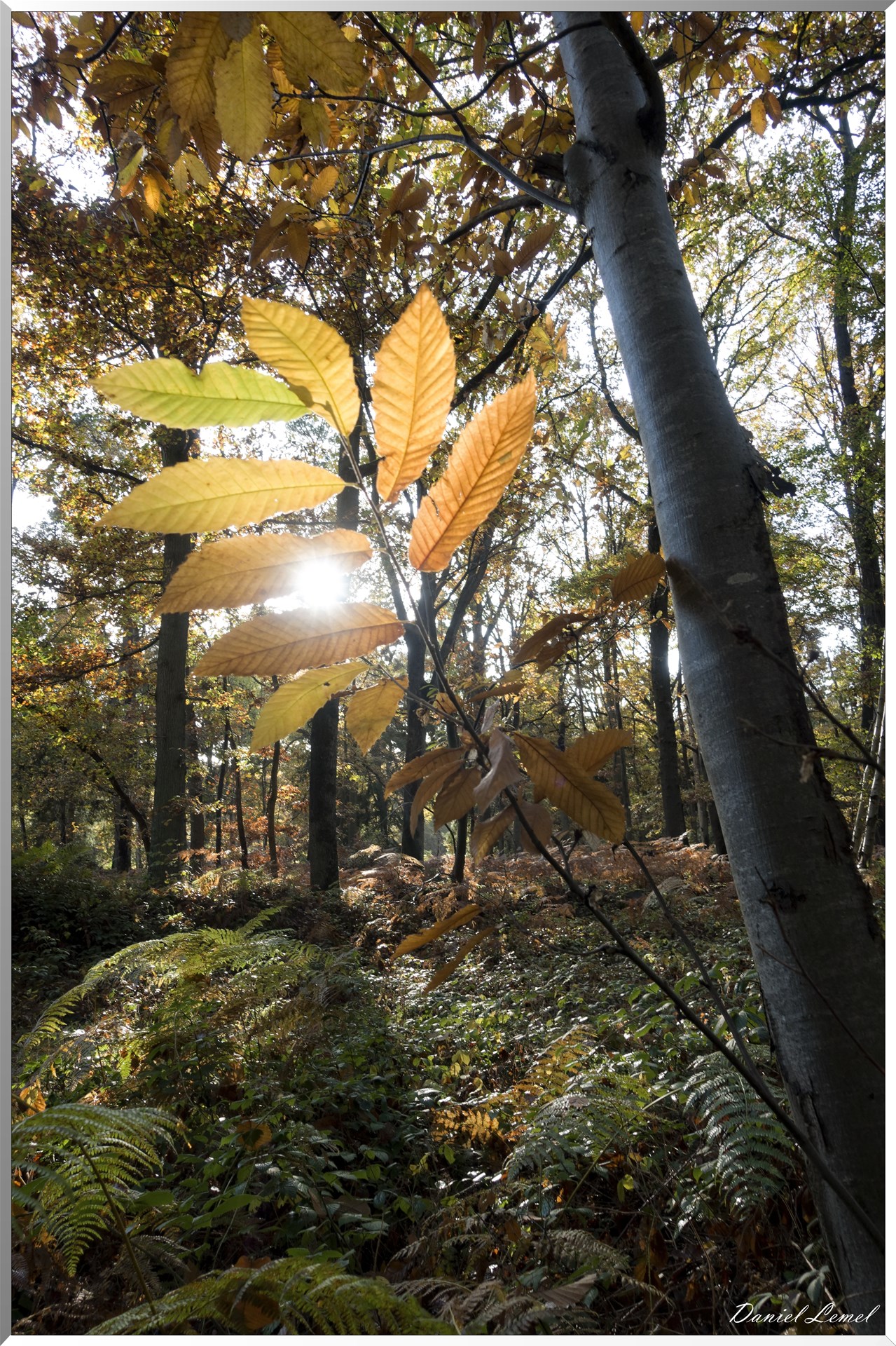 Vernon - Forêt du LRBA