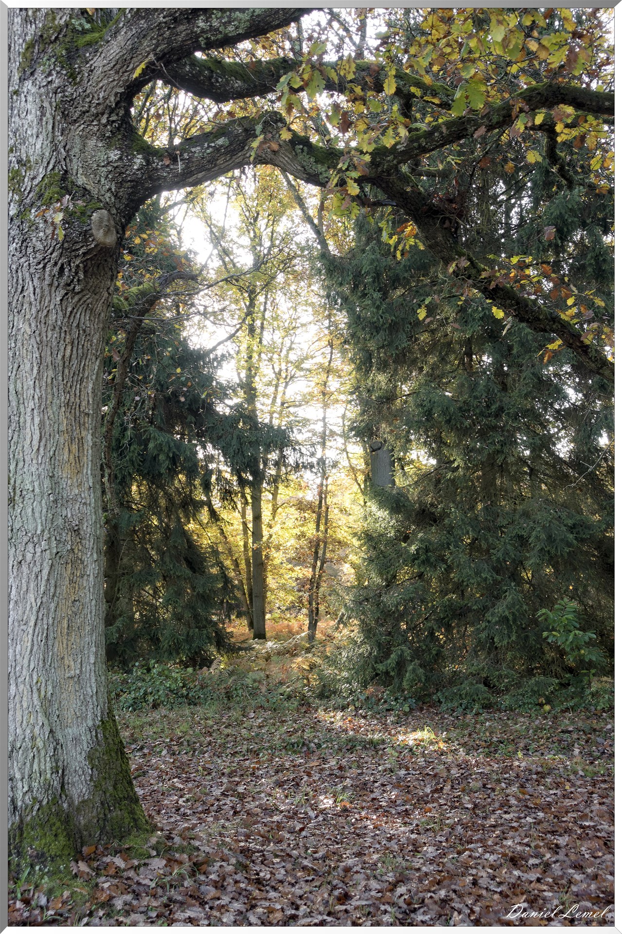 Vernon - Forêt du LRBA