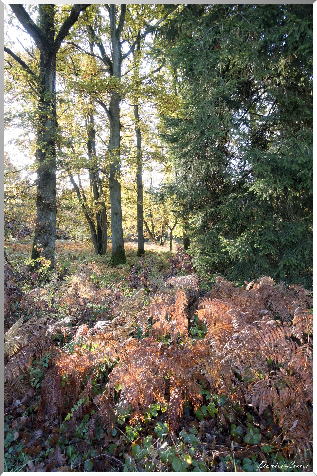 Vernon - Forêt du LRBA