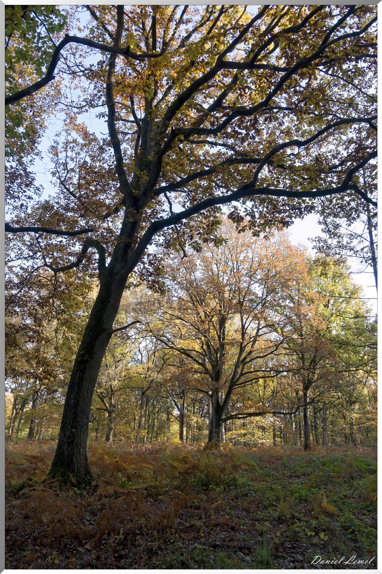Vernon - Forêt du LRBA
