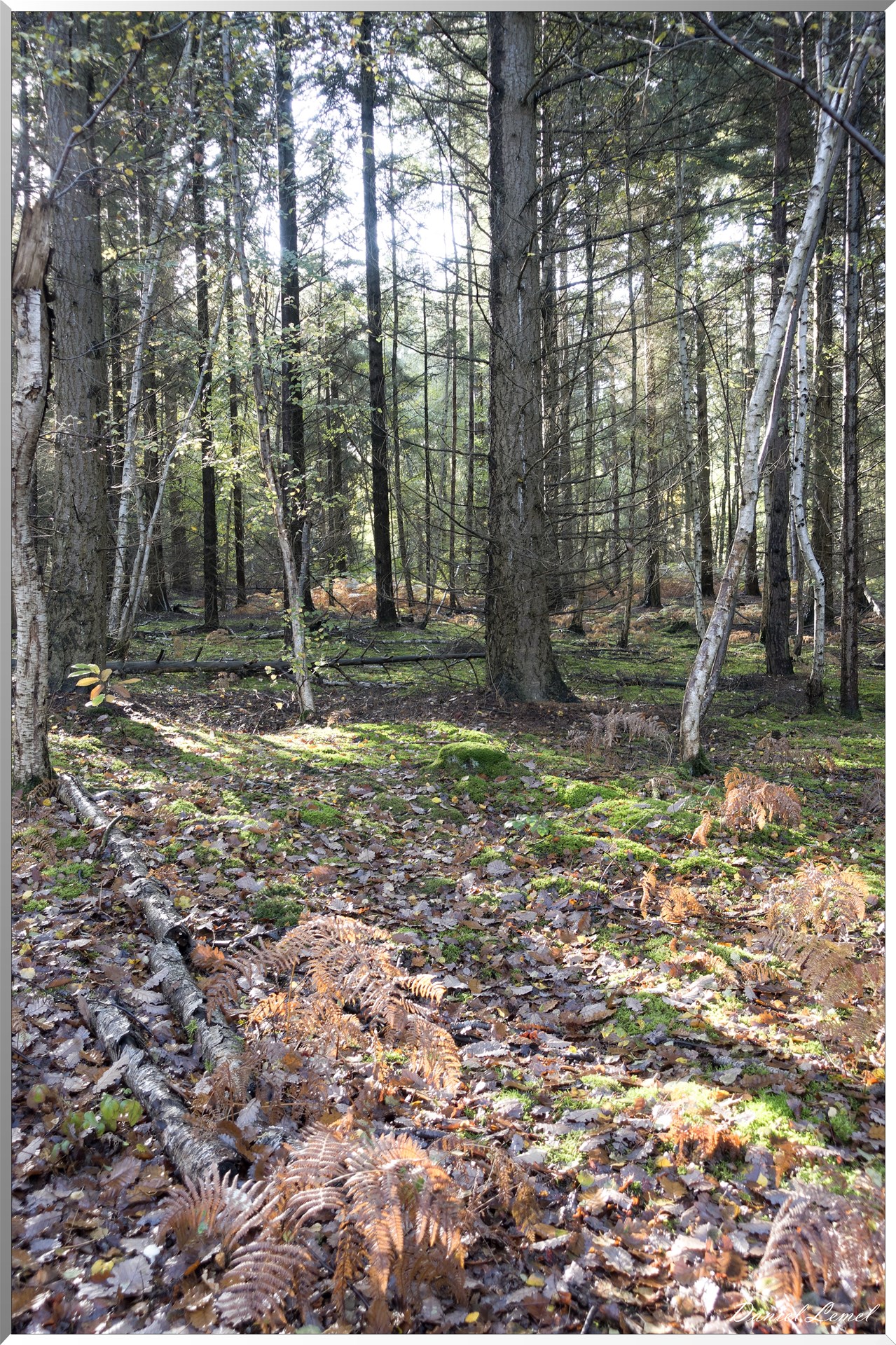 Vernon - Forêt du LRBA