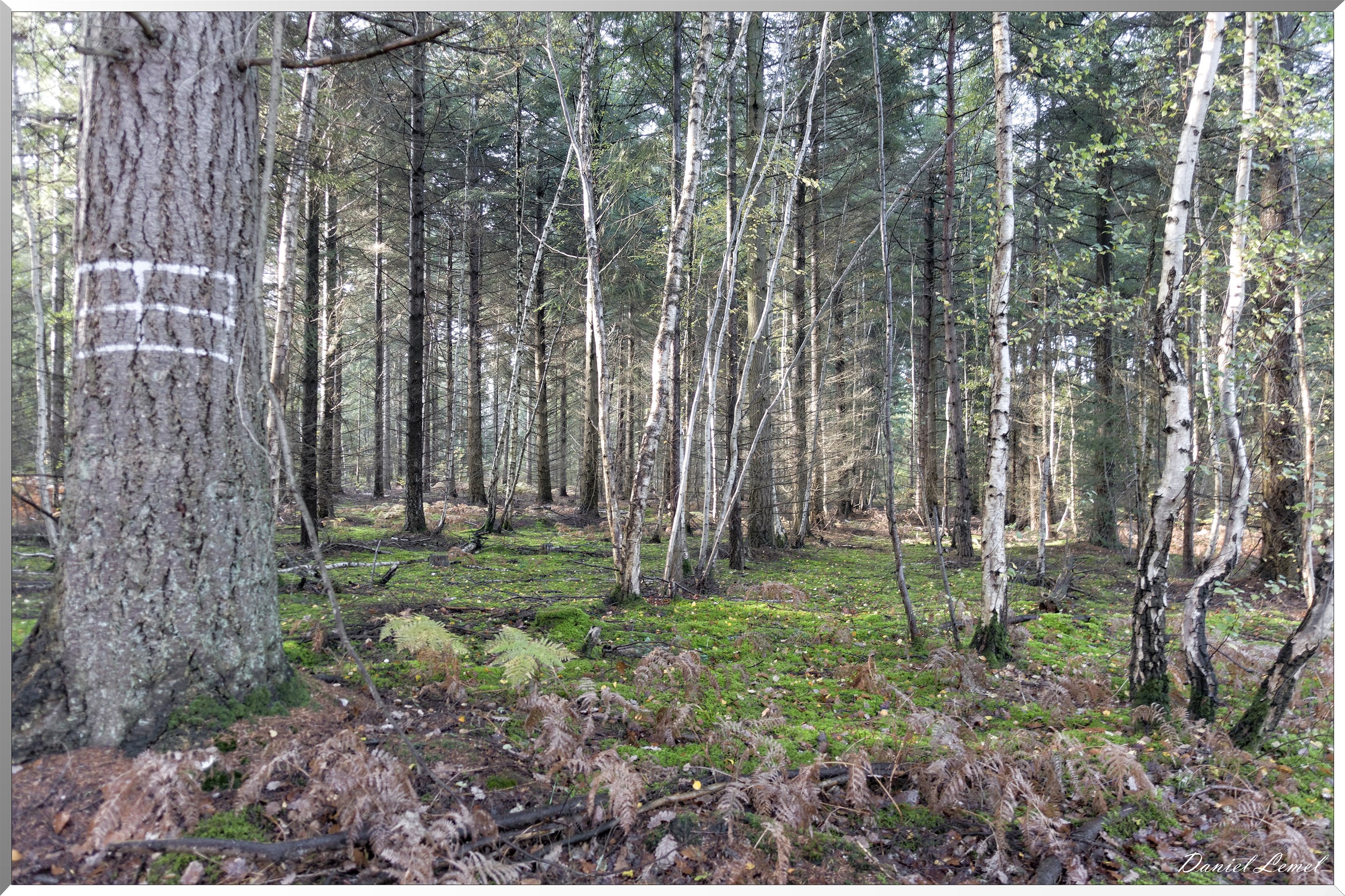 Vernon - Forêt du LRBA