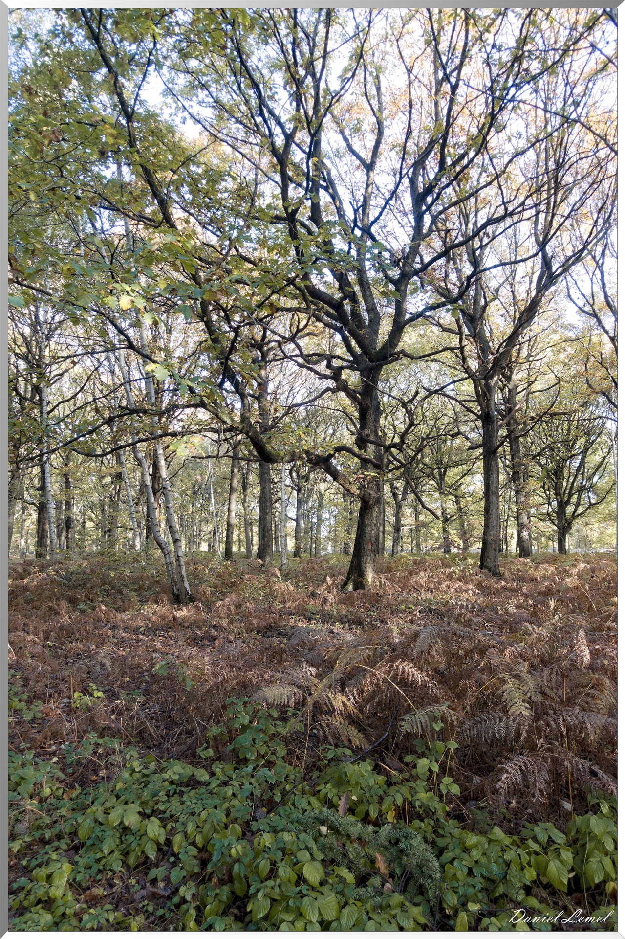 Vernon - Forêt du LRBA