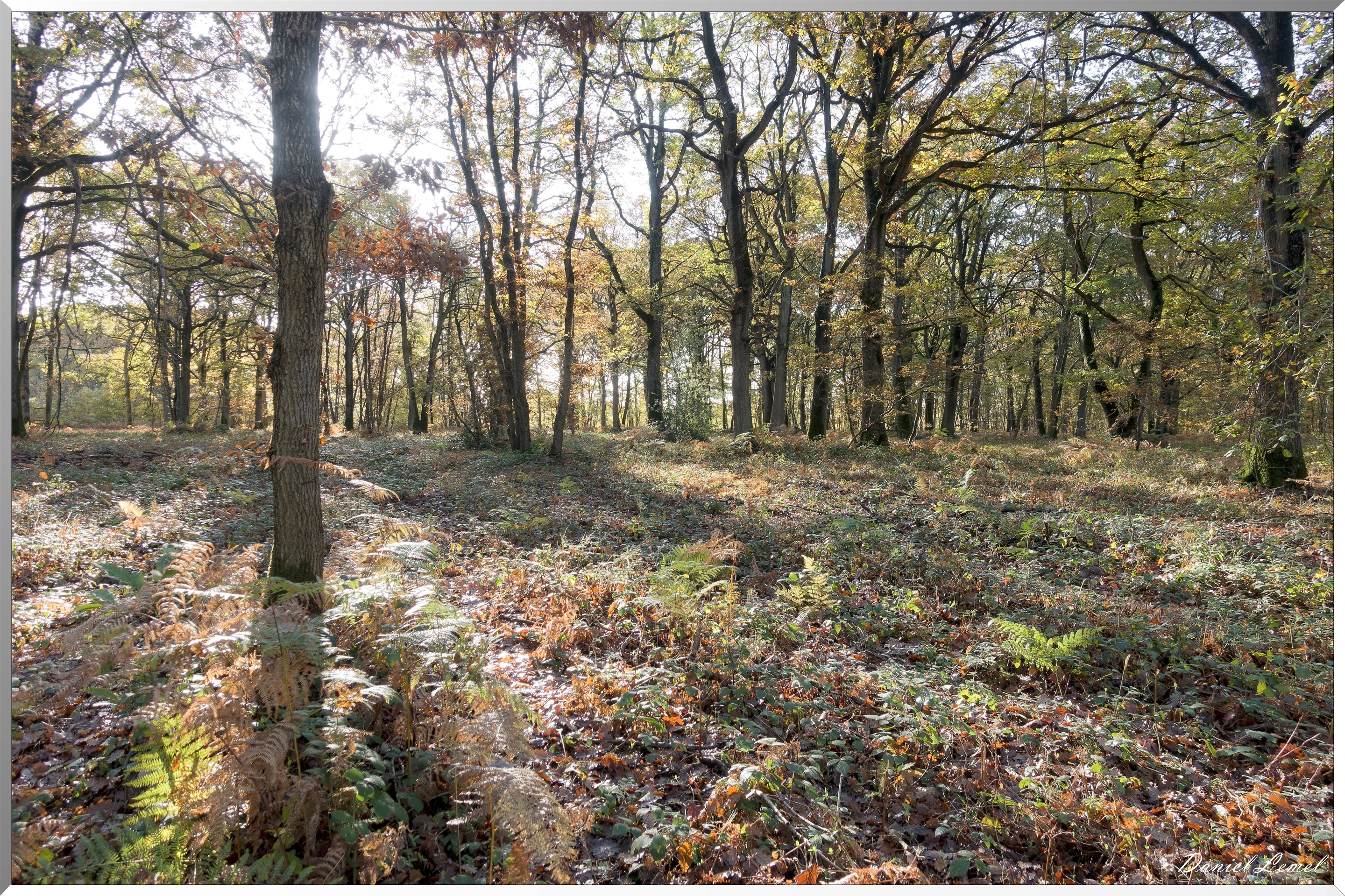 Vernon - Forêt du LRBA