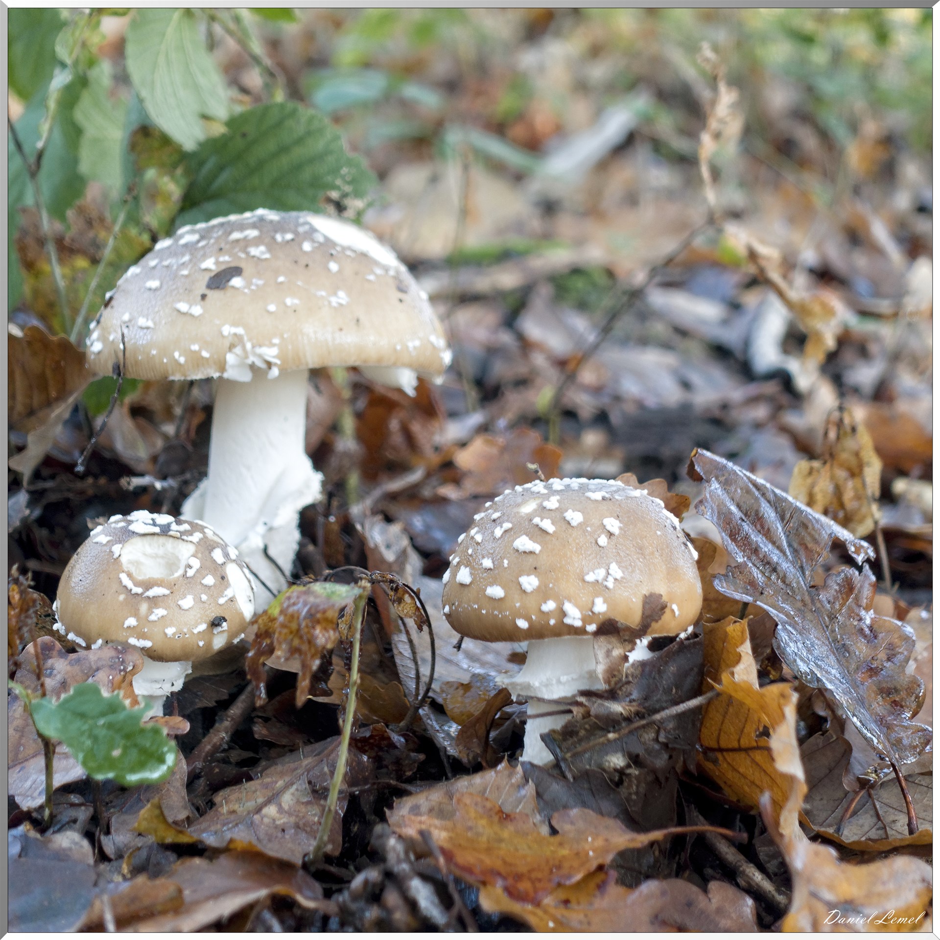 Vernon - Forêt du LRBA