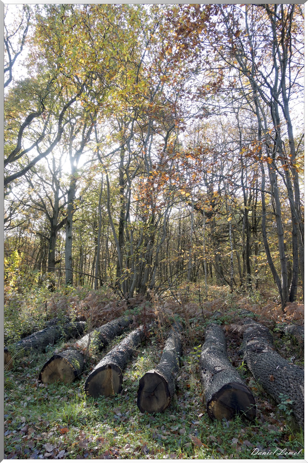 Vernon - Forêt du LRBA
