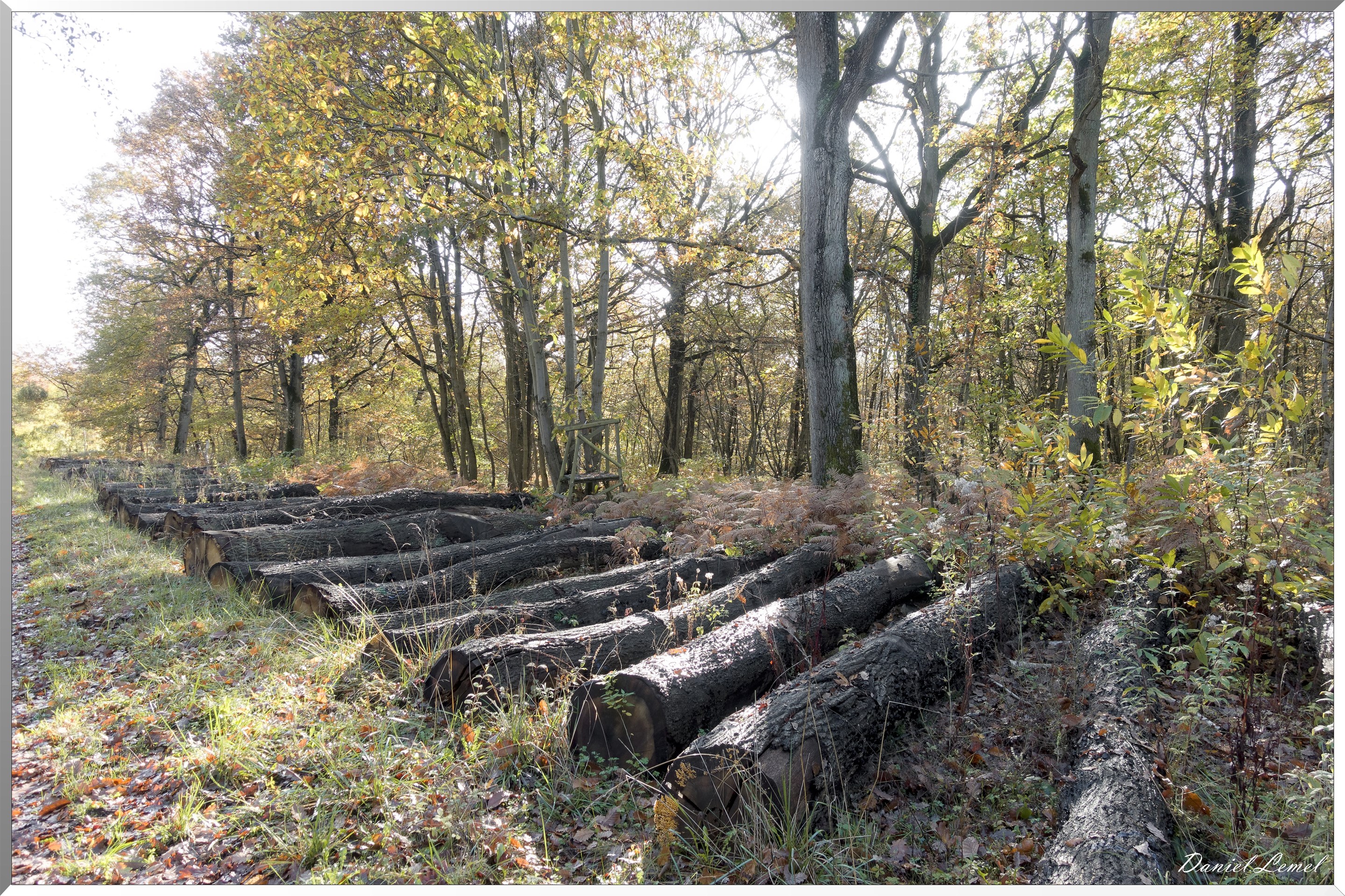 Vernon - Forêt du LRBA