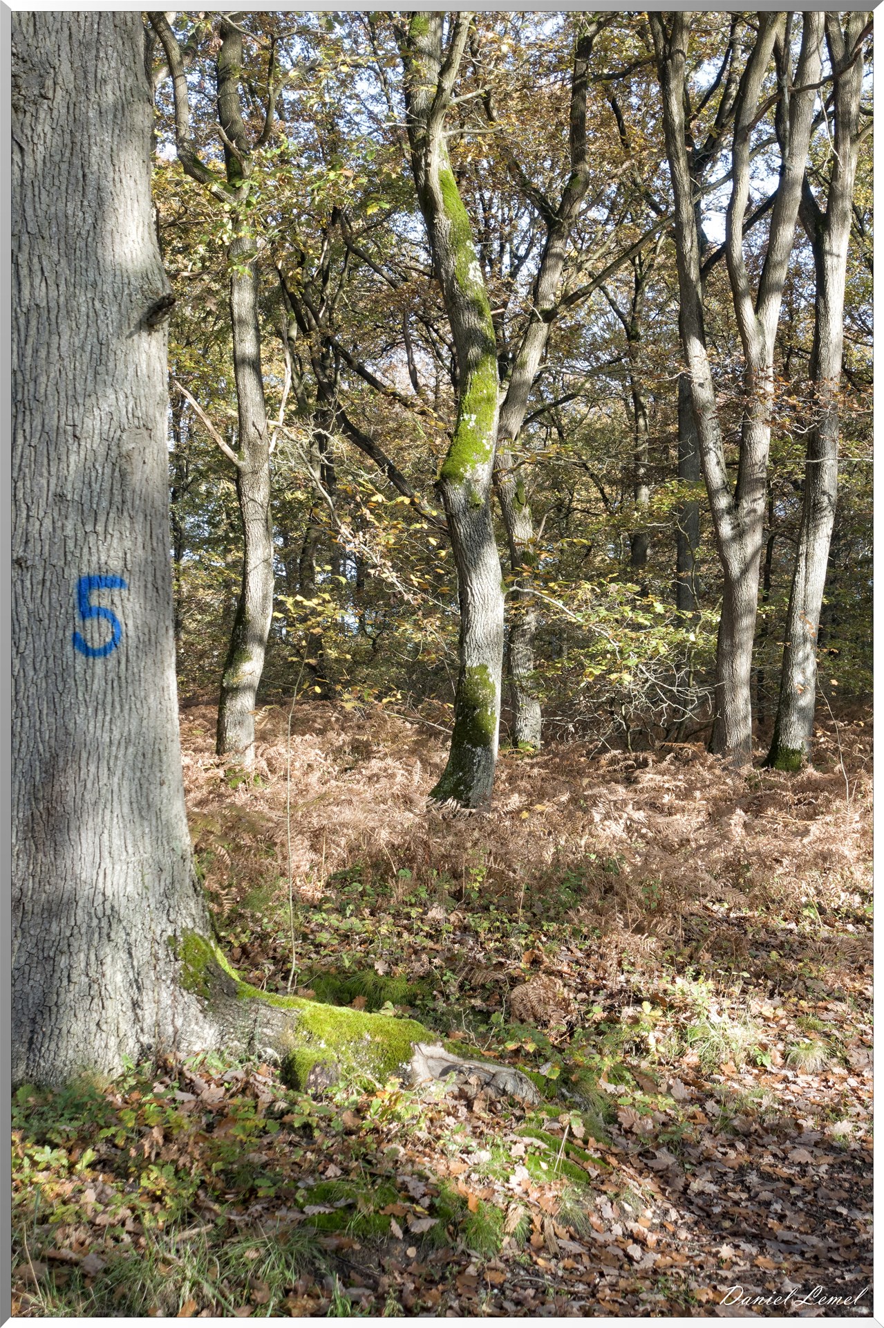 Vernon - Forêt du LRBA