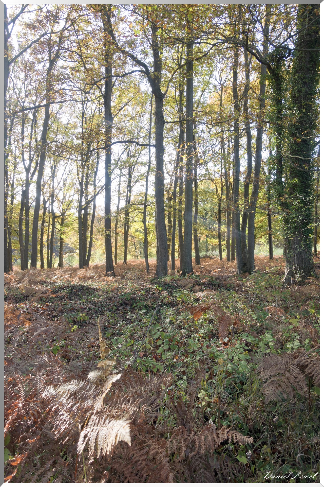 Vernon - Forêt du LRBA