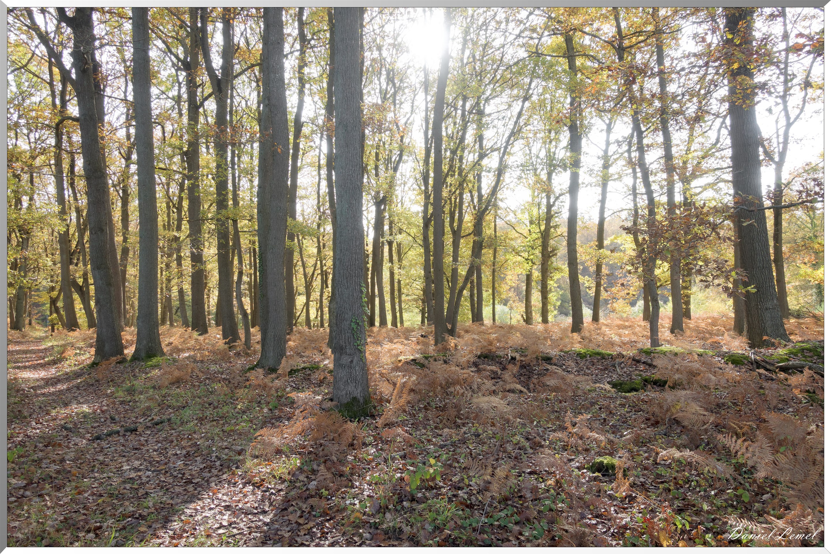 Vernon - Forêt du LRBA