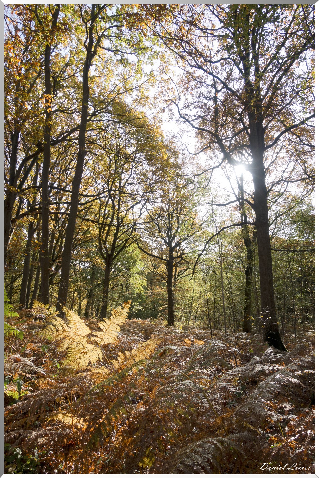 Vernon - Forêt du LRBA