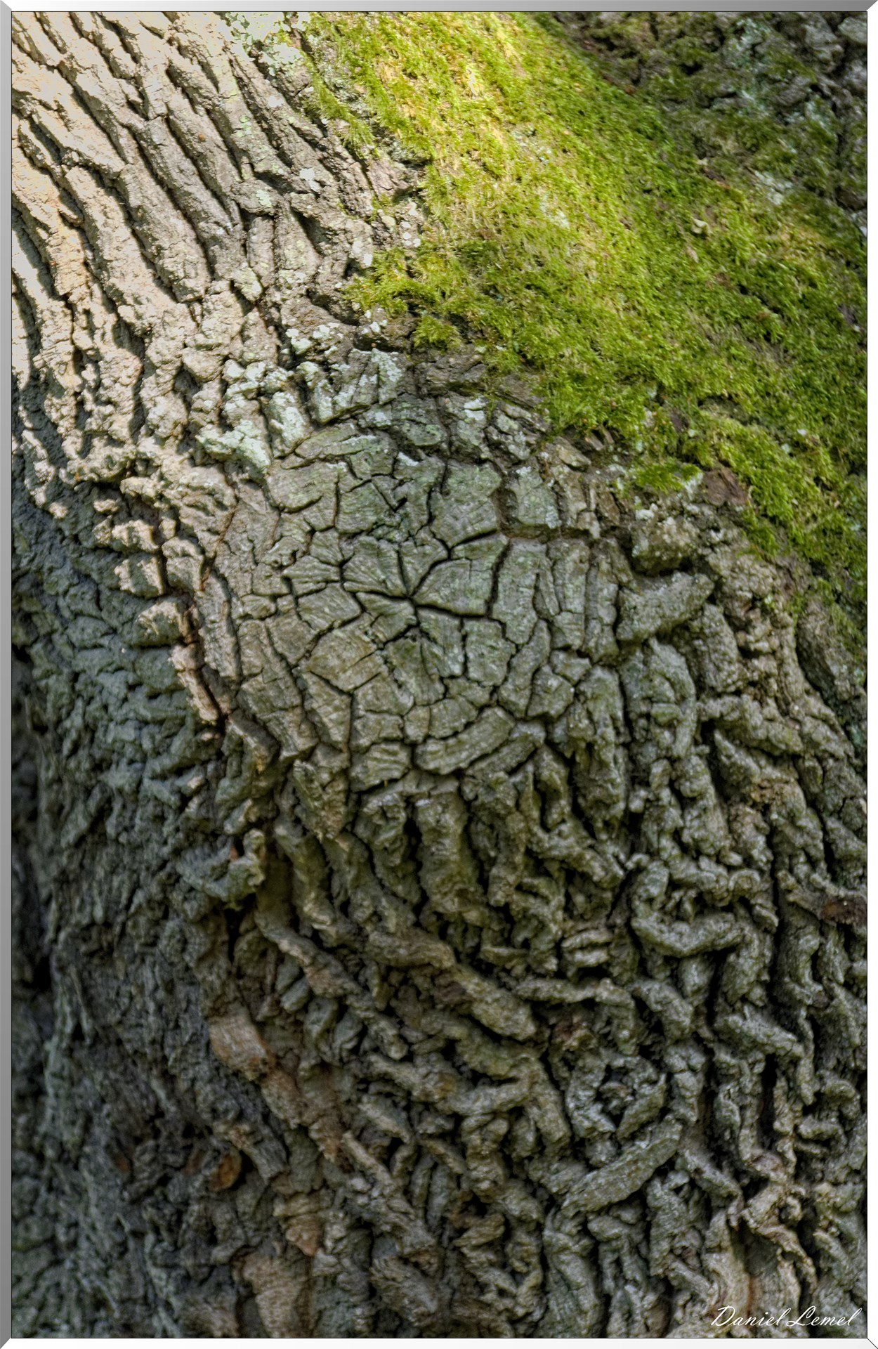 Le Bois de Brillehaut